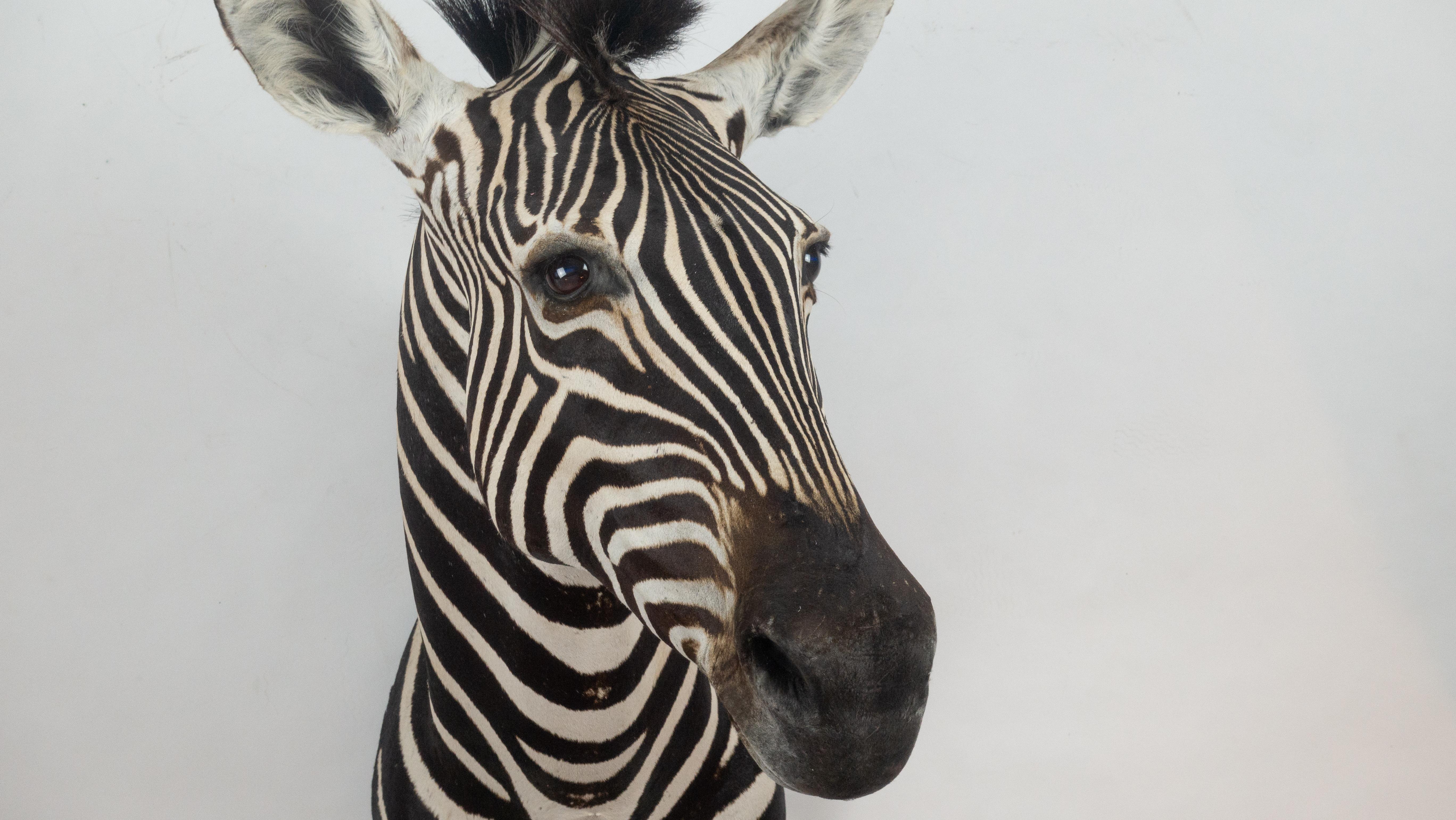 Premier quality shoulder mounts taxidermied Burchell's Zebra (Equus quagga burchellii) from South Africa. Burchell's zebra is a southern African subspecies of the plains zebra. It was named after the British explorer and naturalist William John