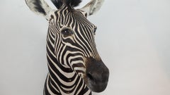 Premier Quality Taxidermy Burchell's Zebra Shoulder Mount from South Africa
