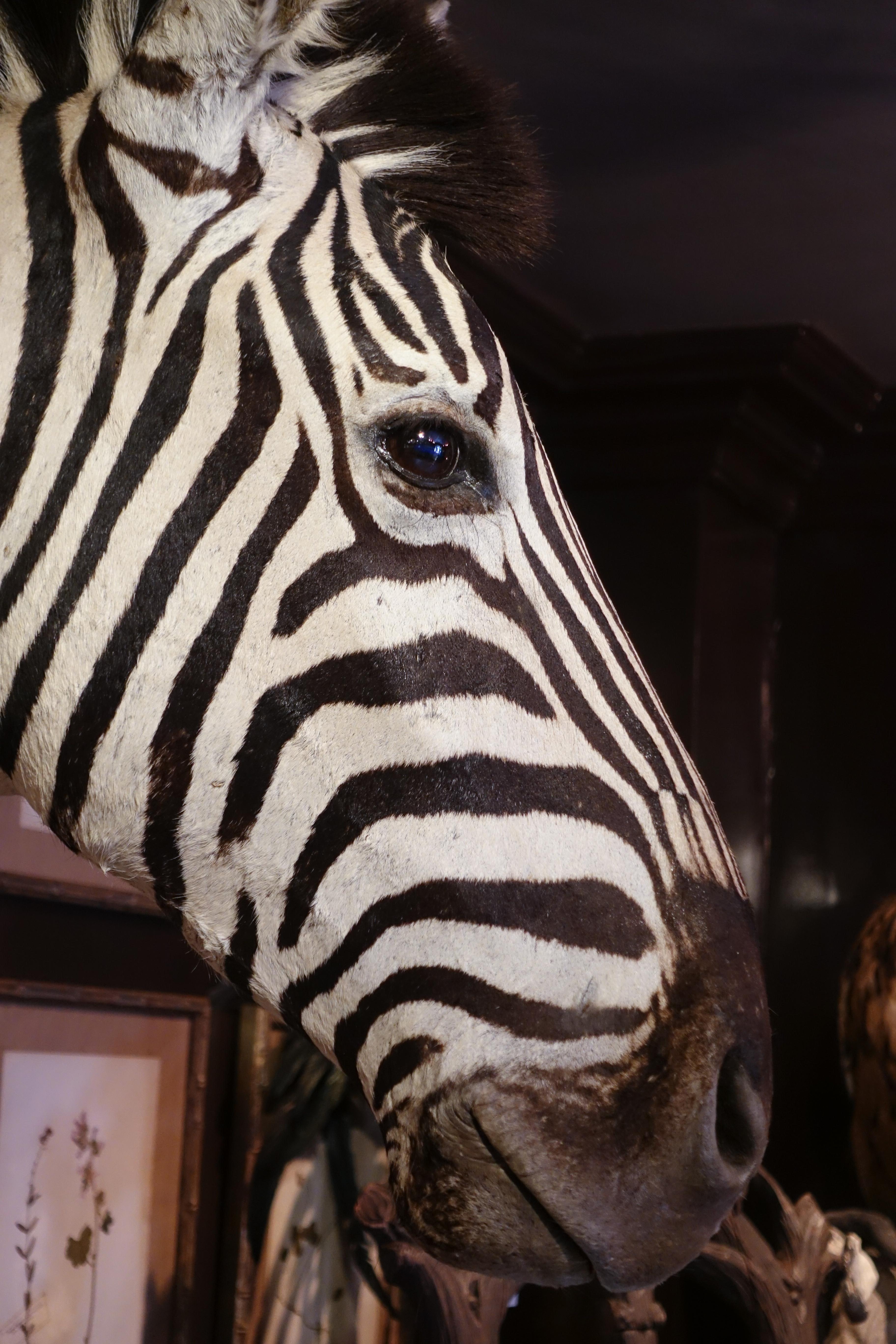 zebra africa mount
