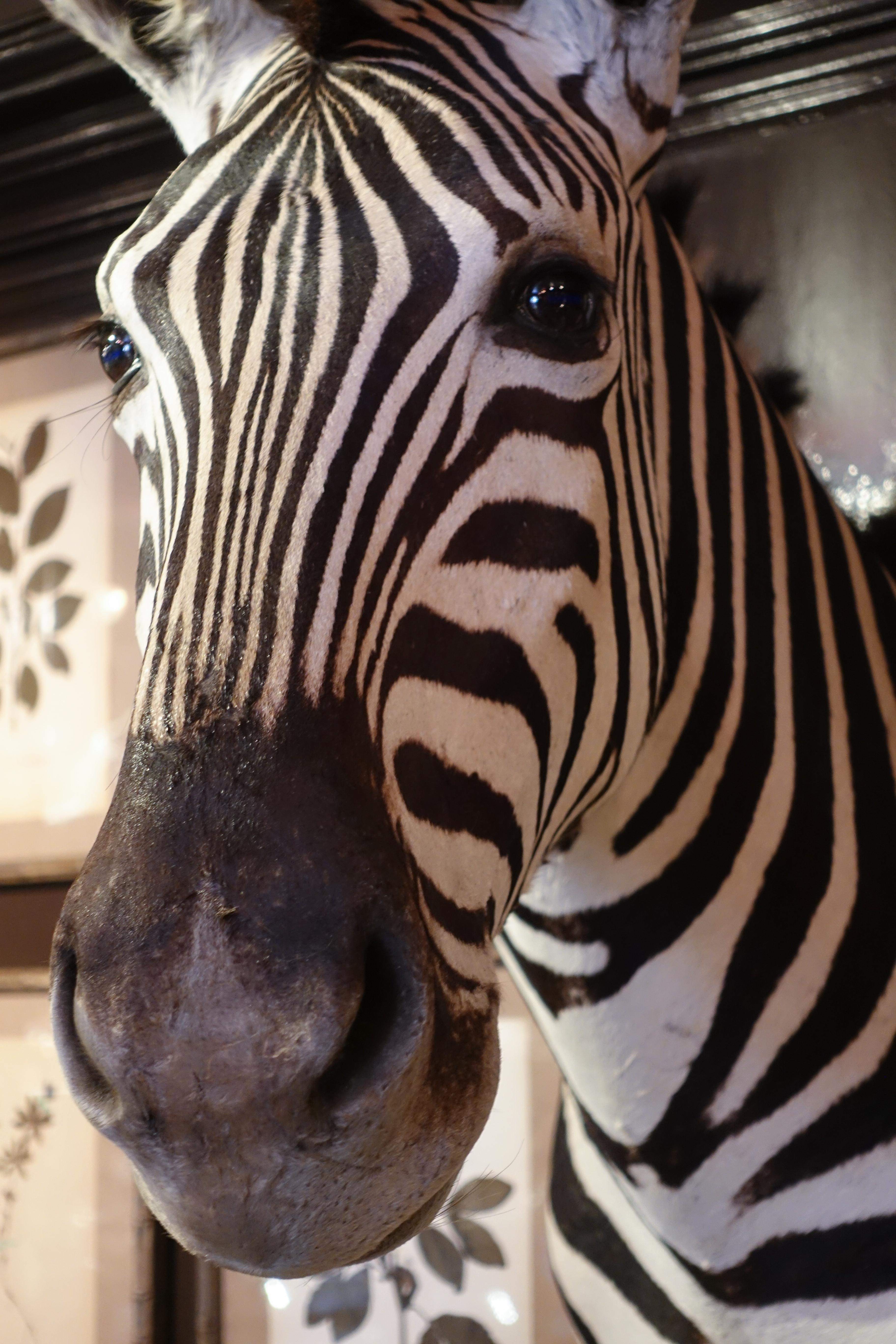 Victorian Premier Quality Taxidermy Burchell's Zebra Shoulder Mount from South Africa
