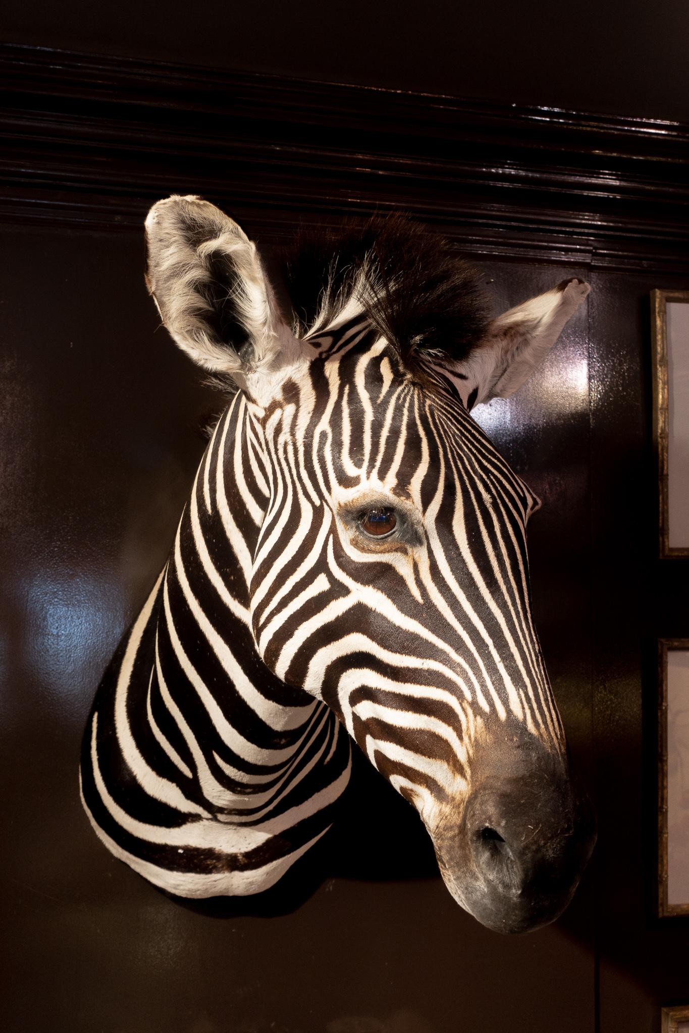 Premier Quality Taxidermy Burchell's Zebra Shoulder Mount from South Africa In Excellent Condition In New York, NY