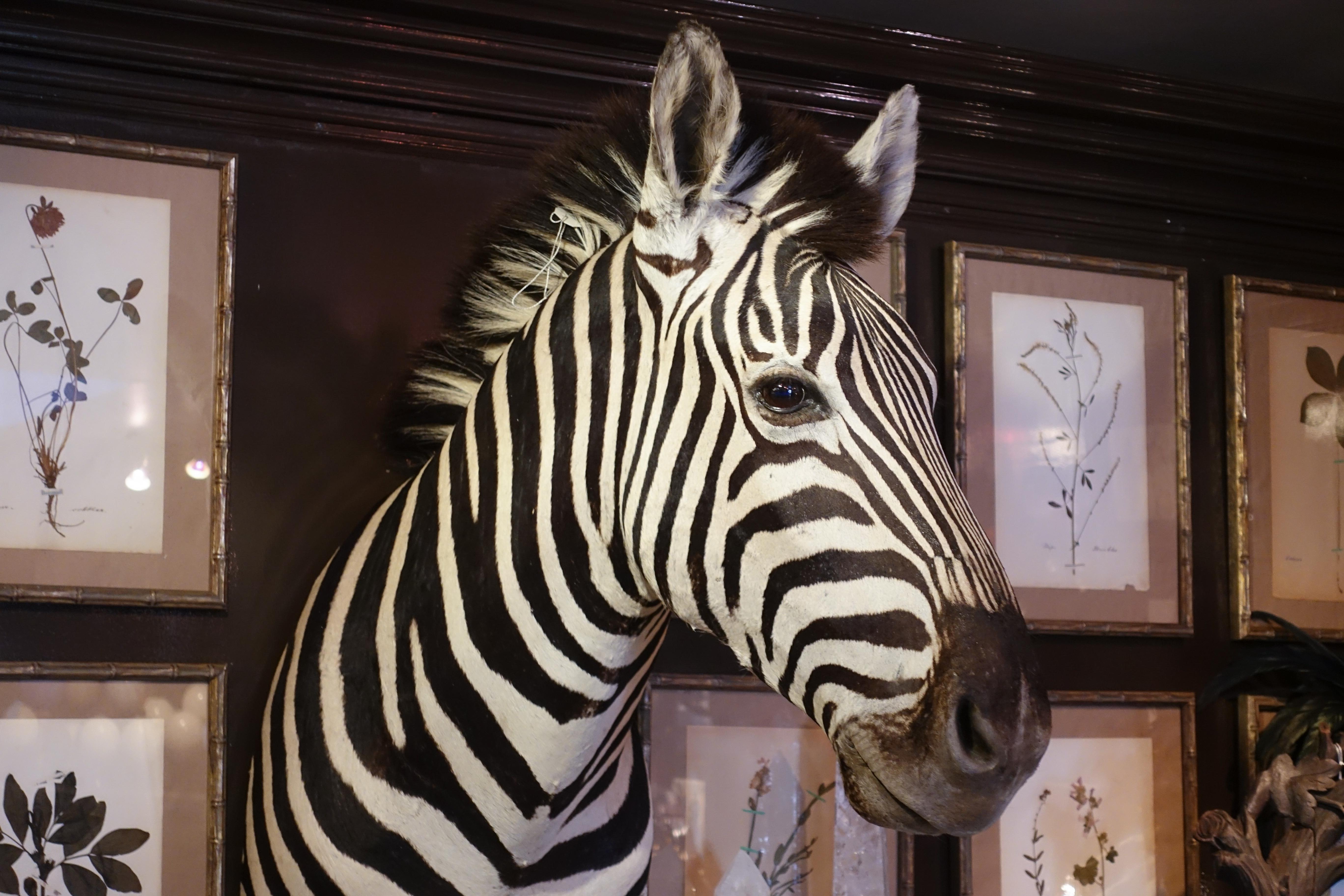 Premier Quality Taxidermy Burchell's Zebra Shoulder Mount from South Africa In Good Condition In New York, NY