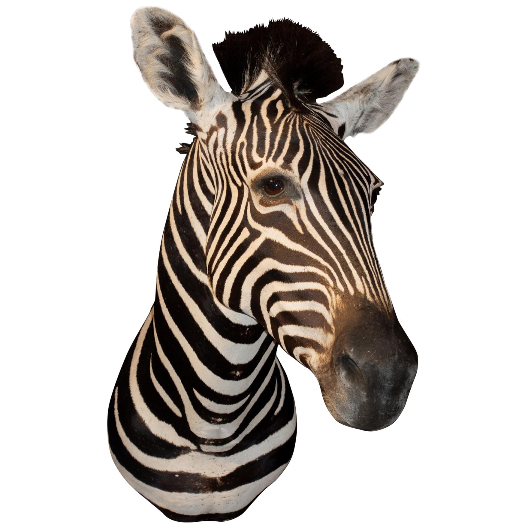 Premier Quality Taxidermy Burchell's Zebra Shoulder Mount from South Africa 1
