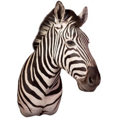 Premier Quality Taxidermy Burchell's Zebra Shoulder Mount from South Africa