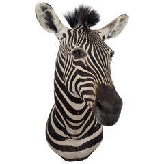 Premier Quality Taxidermy Burchell's Zebra Shoulder Mount from South Africa