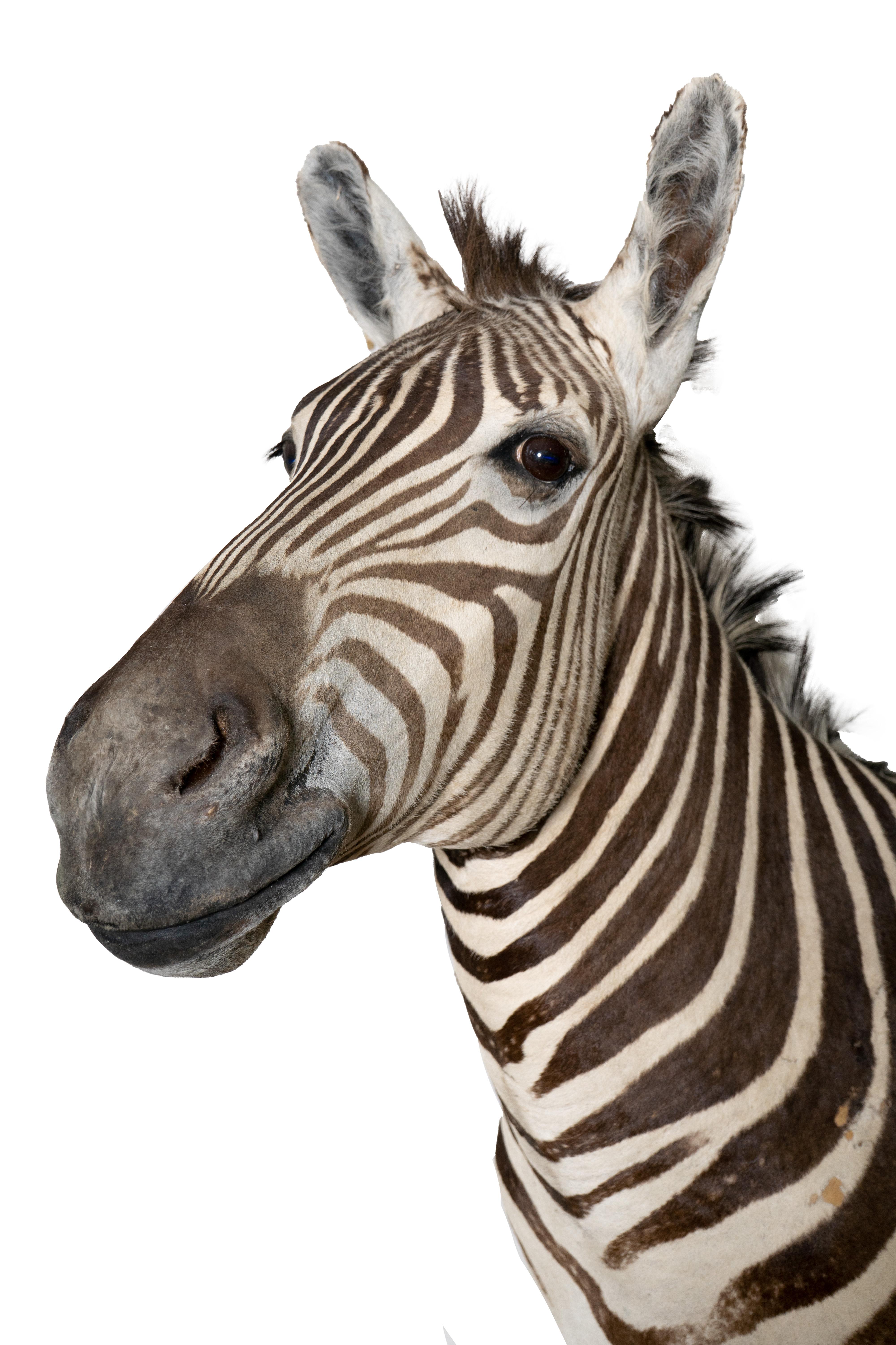 Dieser taxidermische afrikanische Zebrakopf ist ein wirklich beeindruckendes Stück, das die Schönheit und Majestät dieses ikonischen Tieres einfängt. Auf einem rustikalen, weiß gewaschenen Holzsockel montiert, ist dieses Kunstwerk mit Sicherheit der