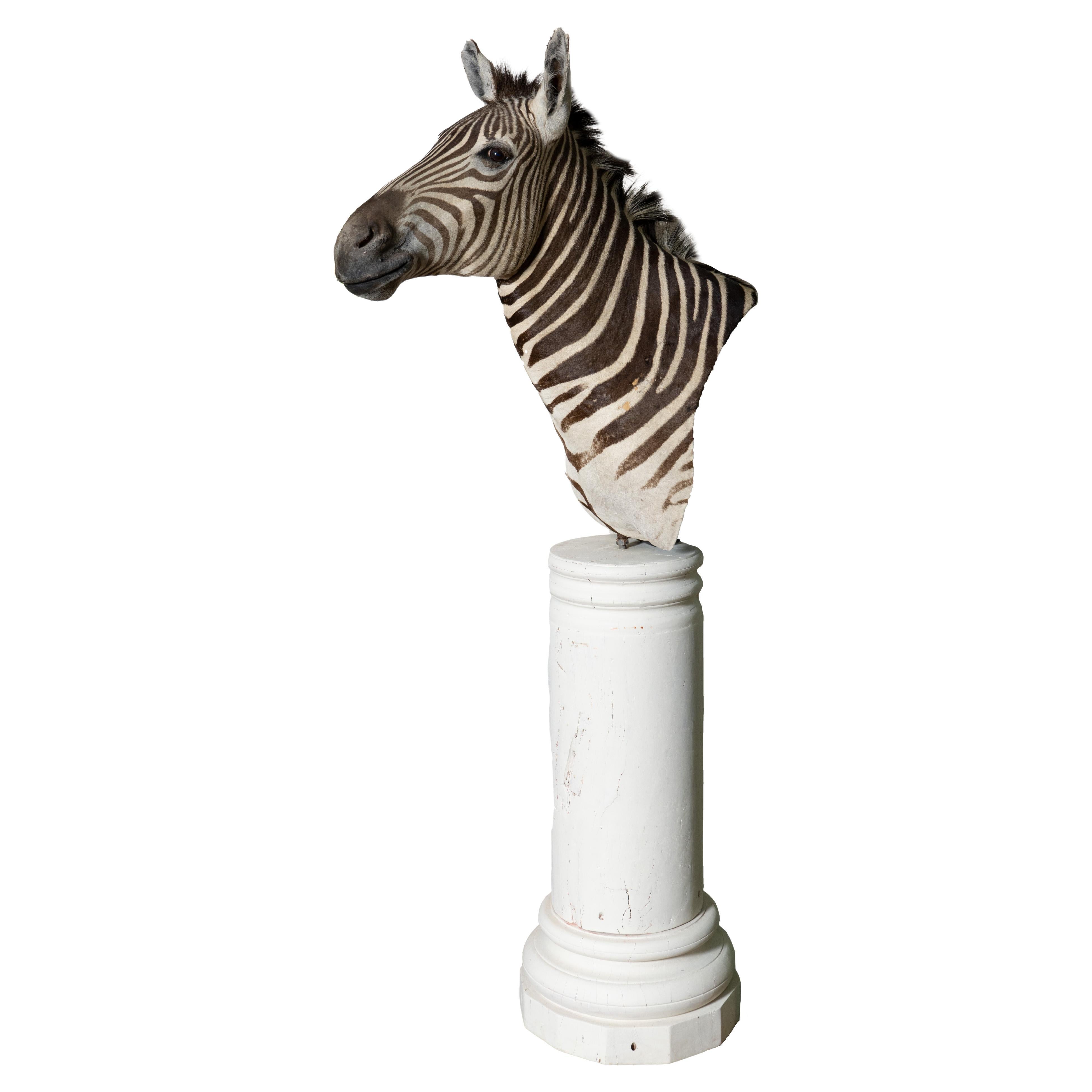 Taxidermia de cebra de primera calidad montada en el hombro sobre una columna de madera antigua pintada