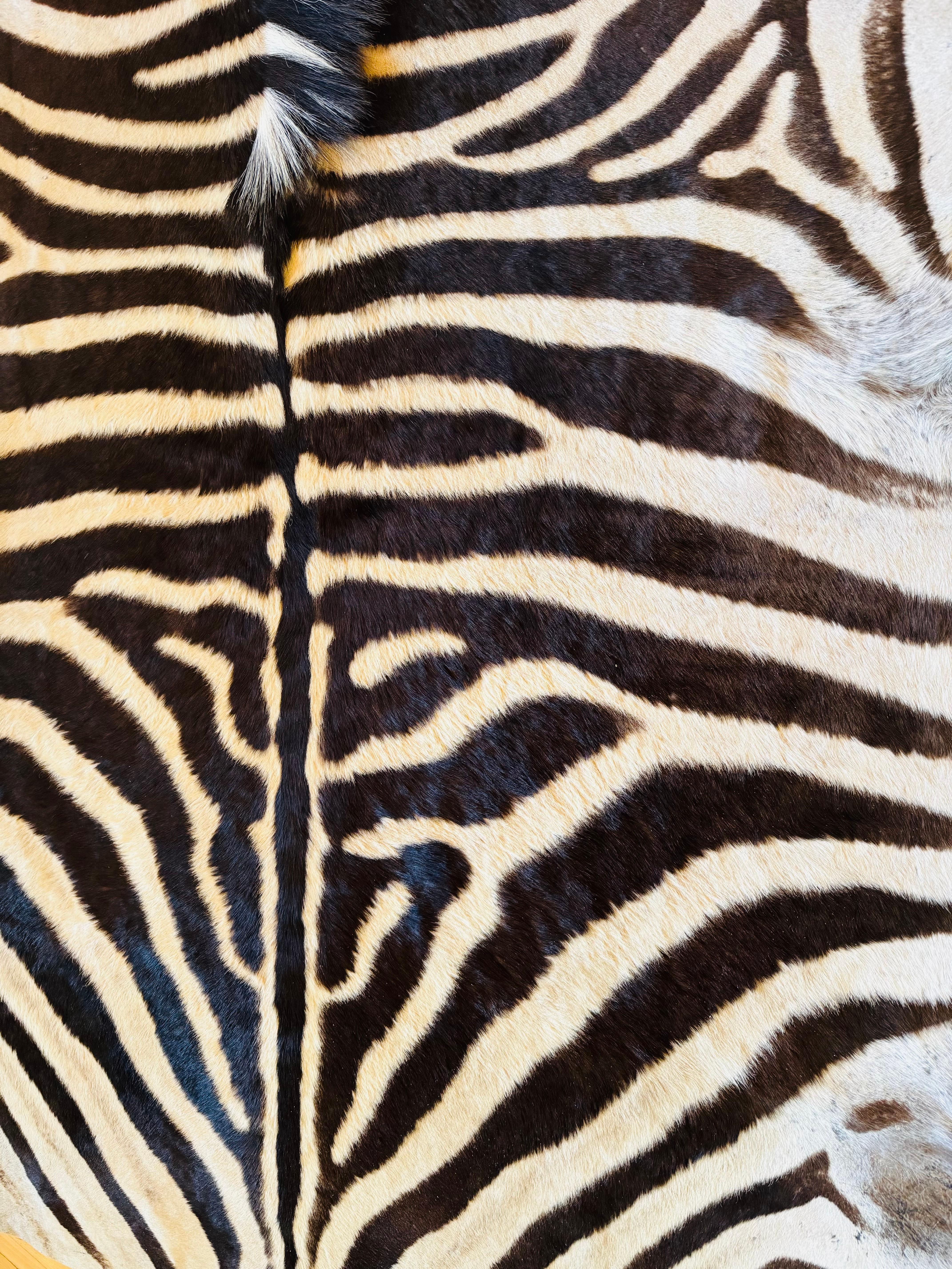 Premium XL Zebrafell (Südafrikanisch) im Angebot