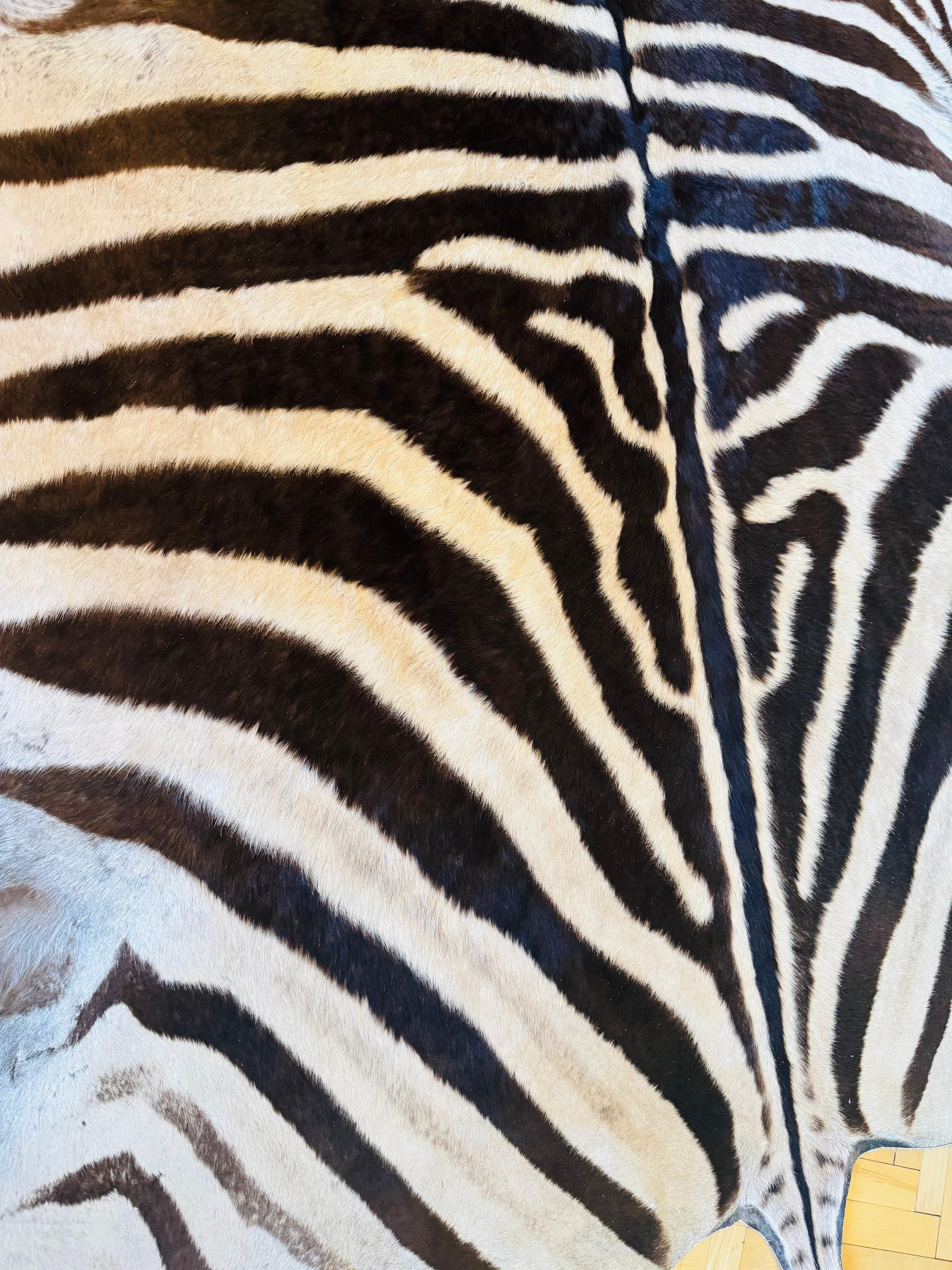 Premium XL Zebrafell im Zustand „Gut“ im Angebot in Wien, AT