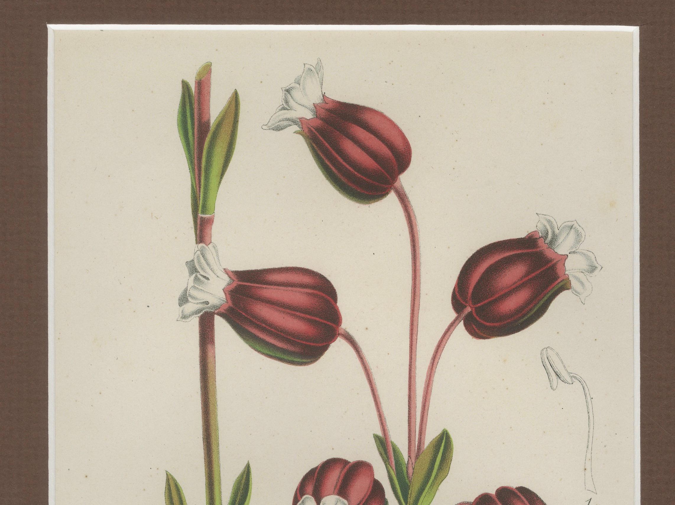 Titel: Prepusa hookeriana - Ein seltener botanischer Druck von Hoola van Houten in eleganter Mattierung  

Dieser fein handkolorierte botanische Druck zeigt 'Prepusa hookeriana', eine auffällige und seltene, in Brasilien beheimatete Pflanze, die von
