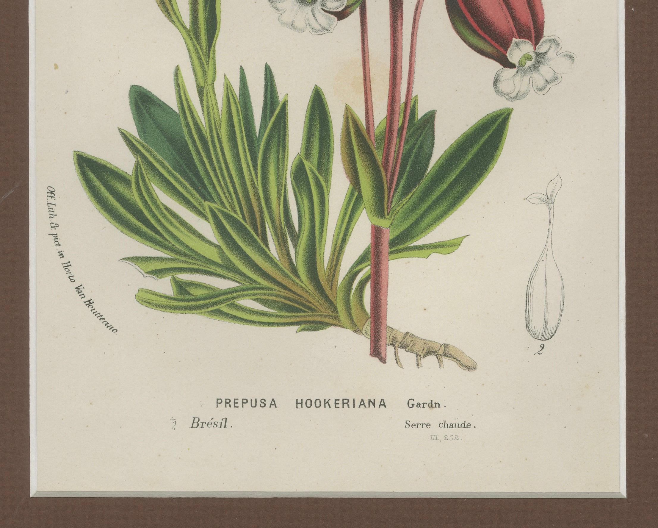 Prepusa hookeriana - Ein seltener botanischer Druck aus dem 19. Jahrhundert mit eleganter Mattierung im Zustand „Gut“ im Angebot in Langweer, NL