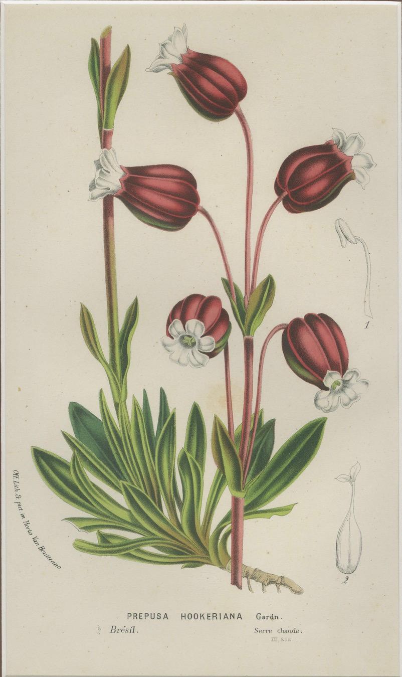 Prepusa hookeriana - Ein seltener botanischer Druck aus dem 19. Jahrhundert mit eleganter Mattierung (Mittleres 19. Jahrhundert) im Angebot