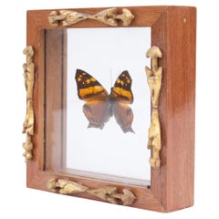 Hypanartia Lethe Nymphalidae Butterfly with Italian 18th Century Fragment Frame