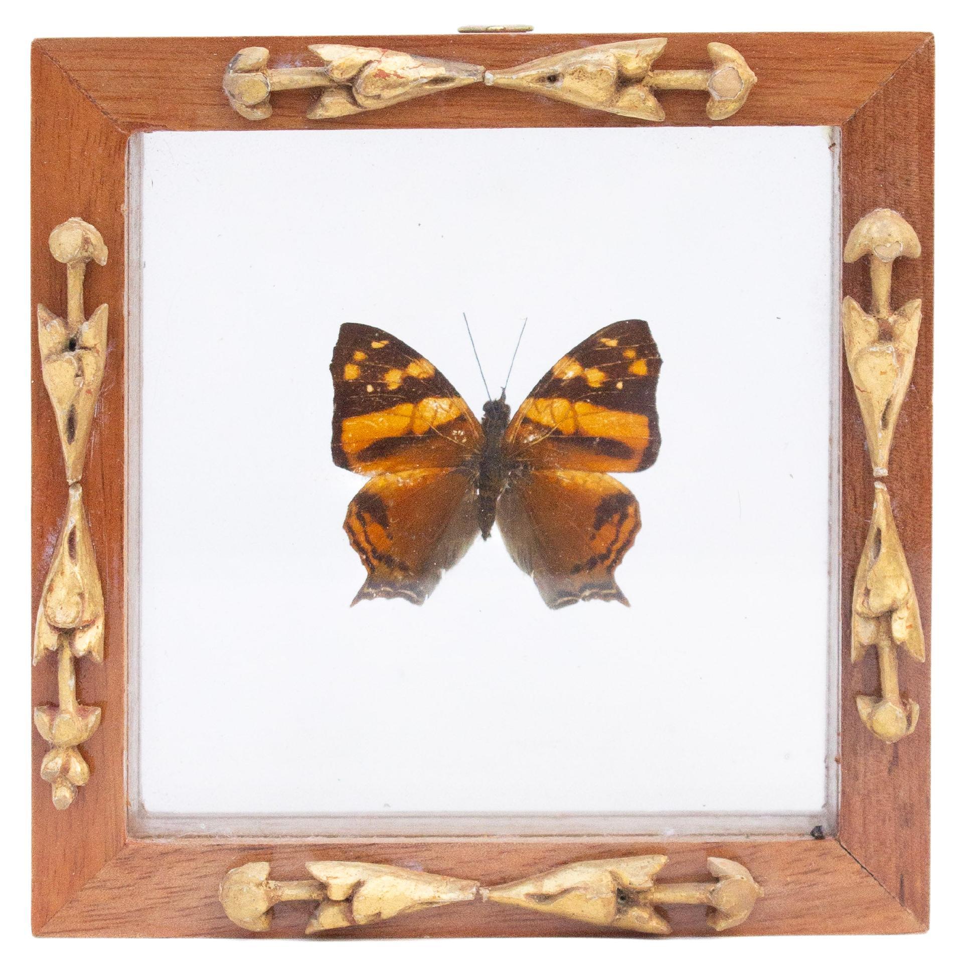 Hypanartia Lethe Nymphalidae Butterfly with Italian 18th Century Fragment Frame