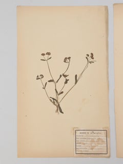 Pressed Botanicals (6)