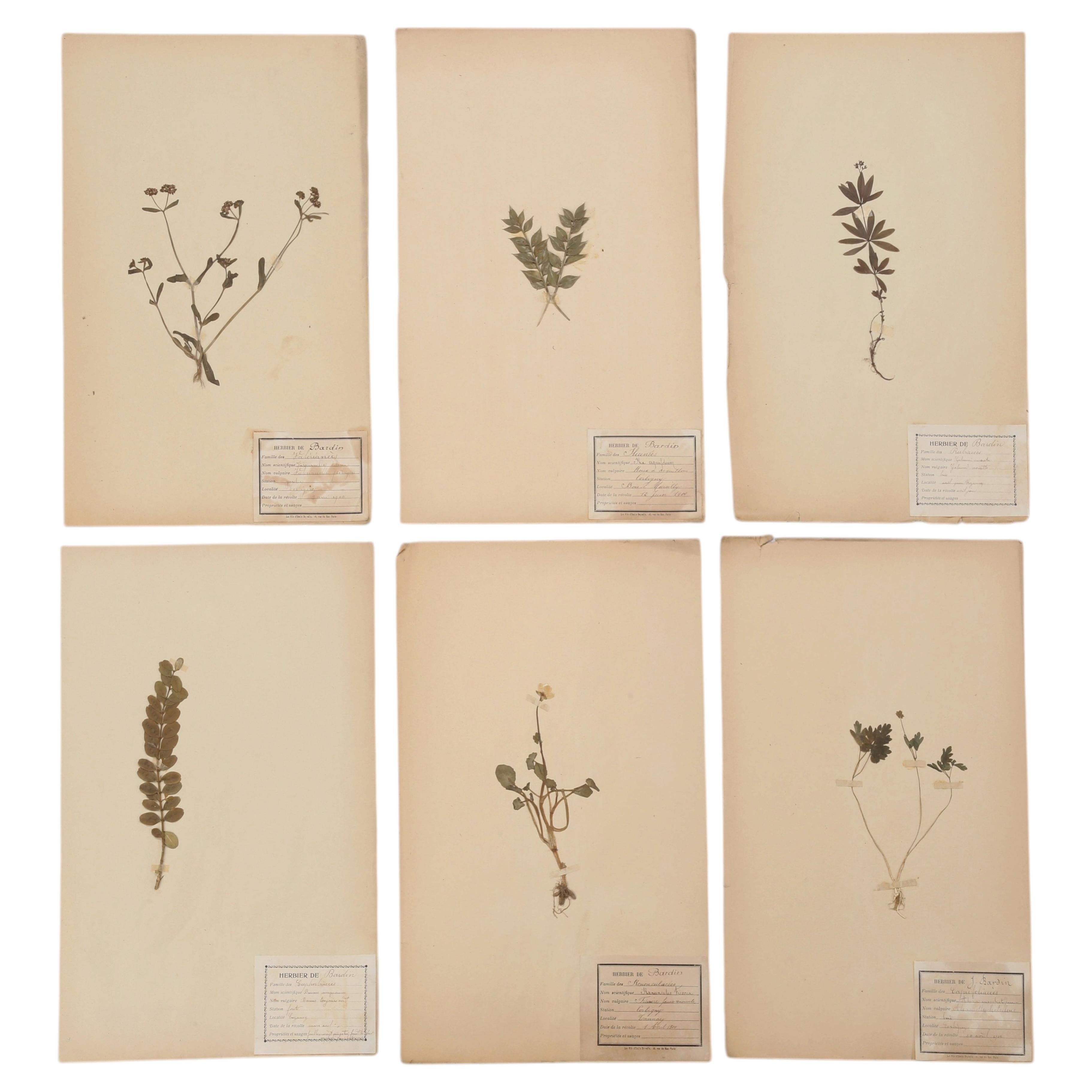 Pressed Botanicals (6)
