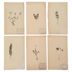 Pressed Botanicals (6)