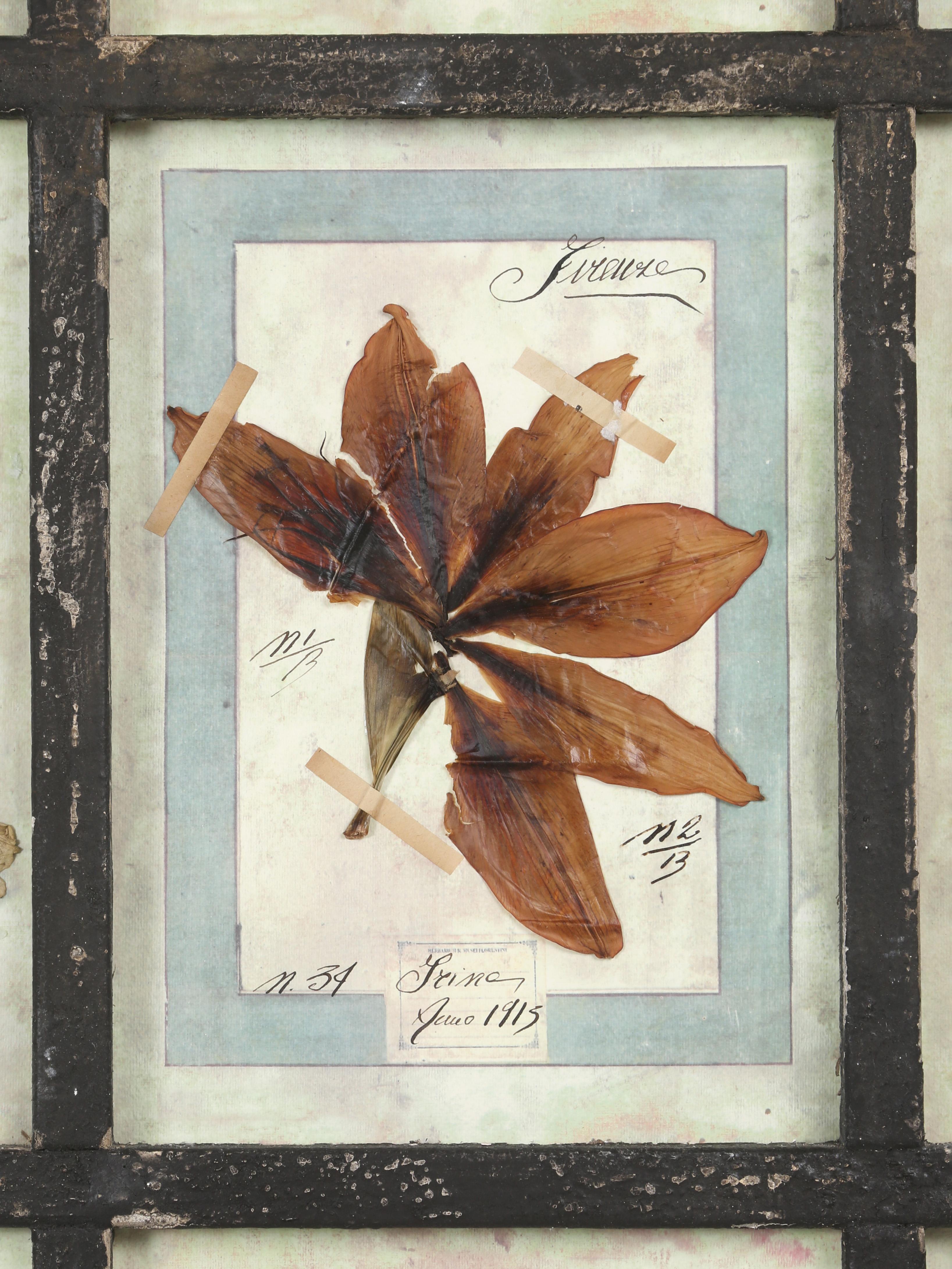 Ensemble de 9 plantes botaniques pressées montées dans un ancien cadre de fenêtre italien datant de 1913-15 en vente 3