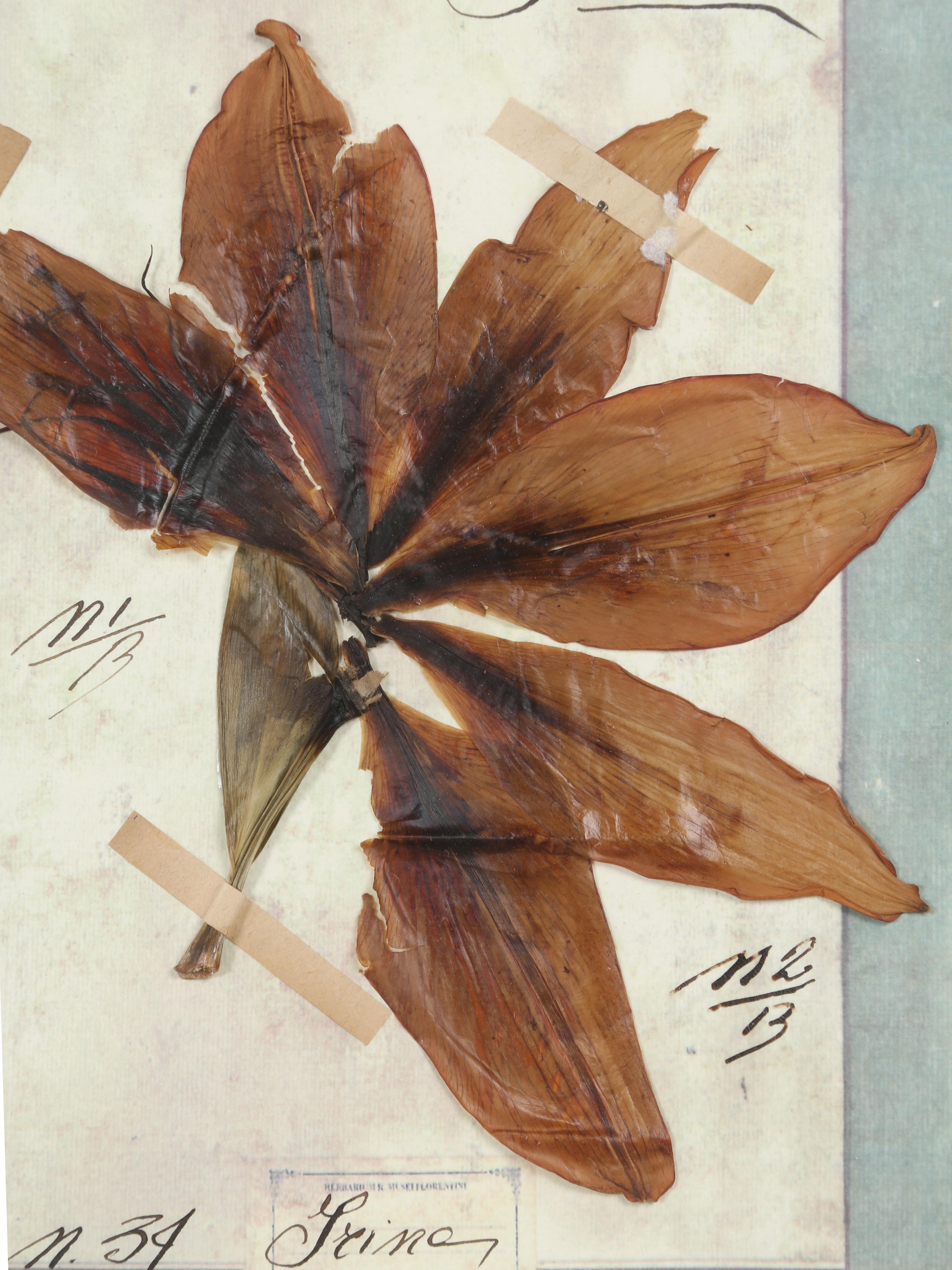 Ensemble de 9 plantes botaniques pressées montées dans un ancien cadre de fenêtre italien datant de 1913-15 en vente 4