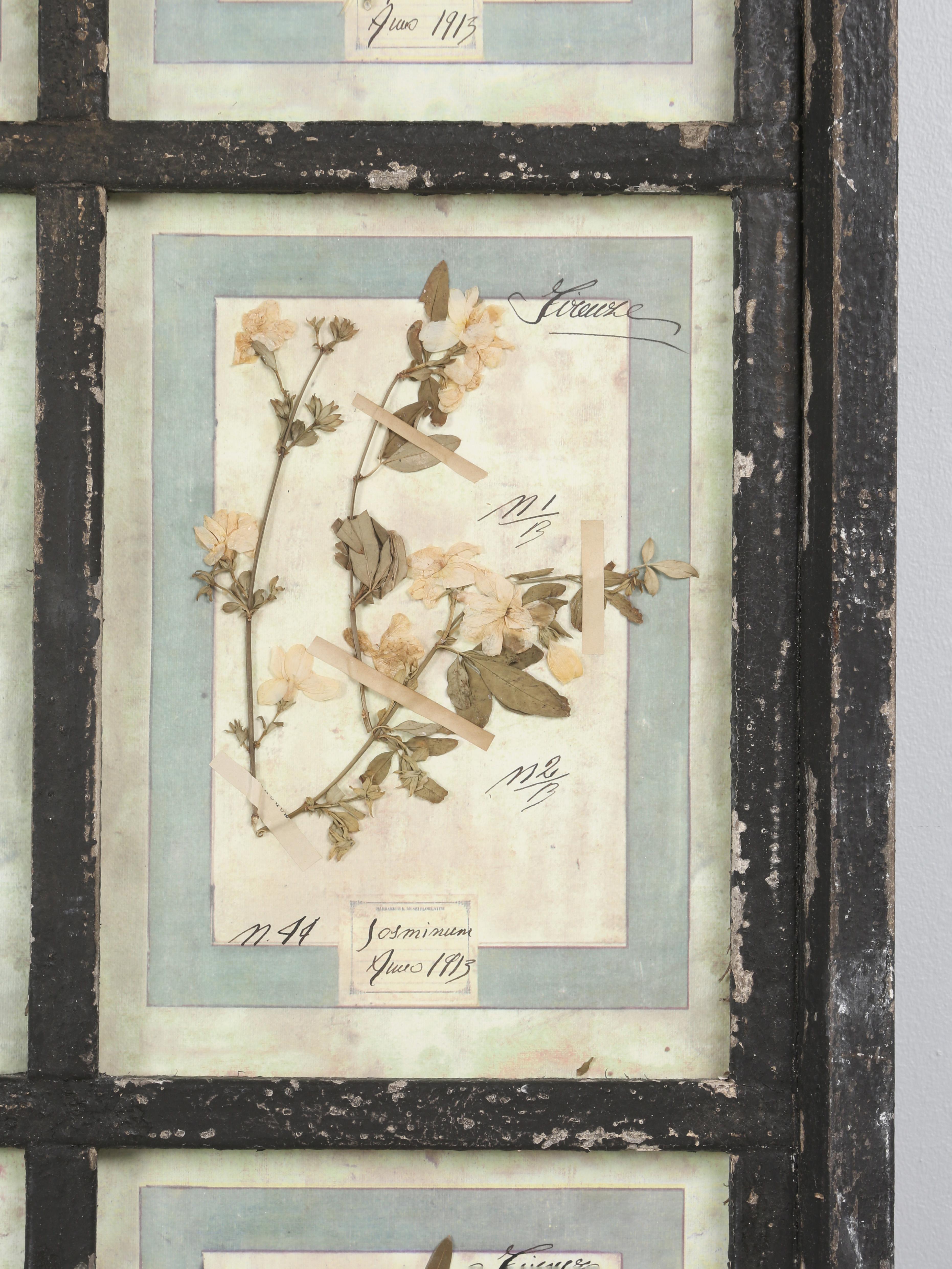 Ensemble de 9 plantes botaniques pressées montées dans un ancien cadre de fenêtre italien datant de 1913-15 en vente 5