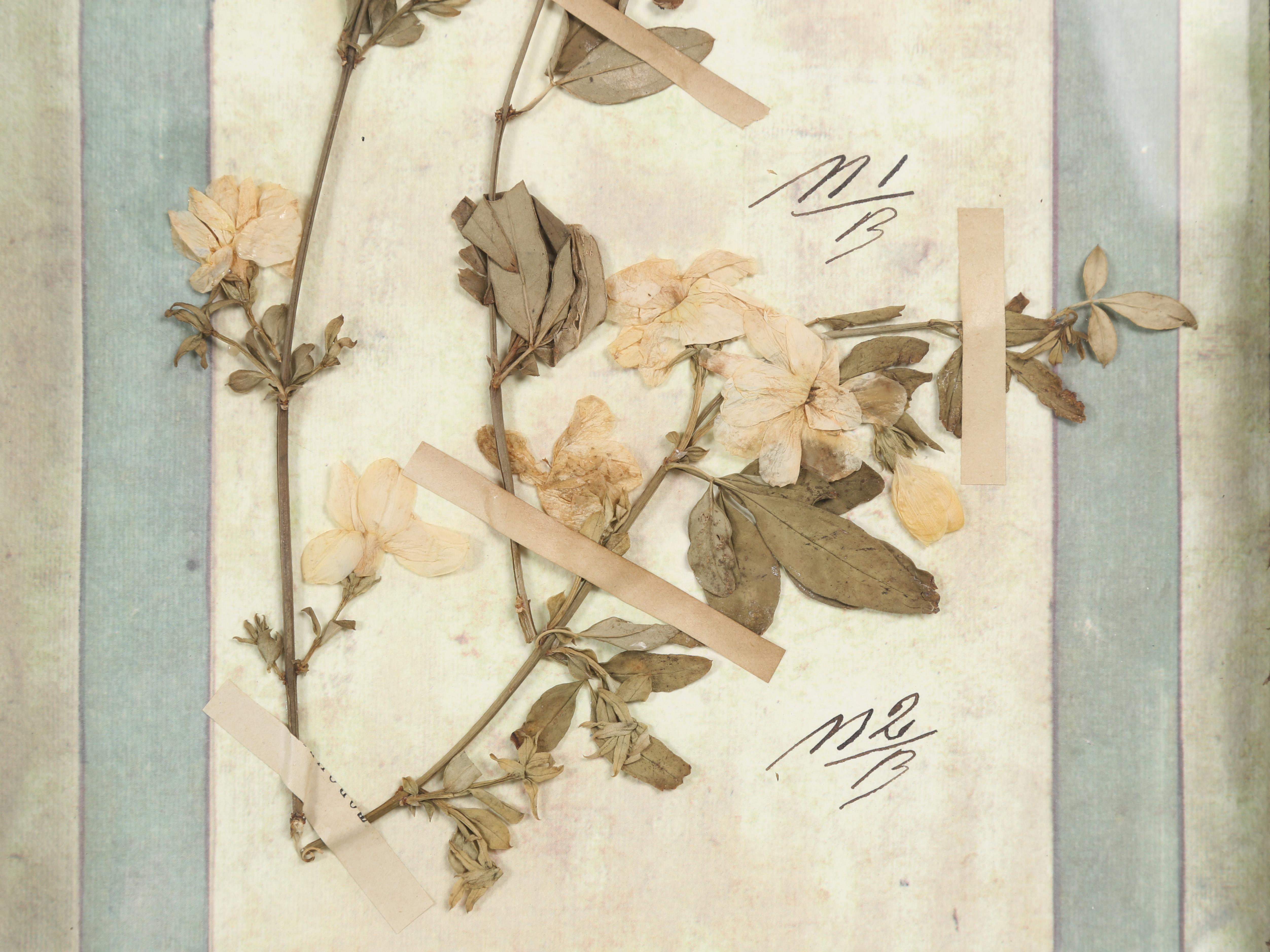 Ensemble de 9 plantes botaniques pressées montées dans un ancien cadre de fenêtre italien datant de 1913-15 en vente 6