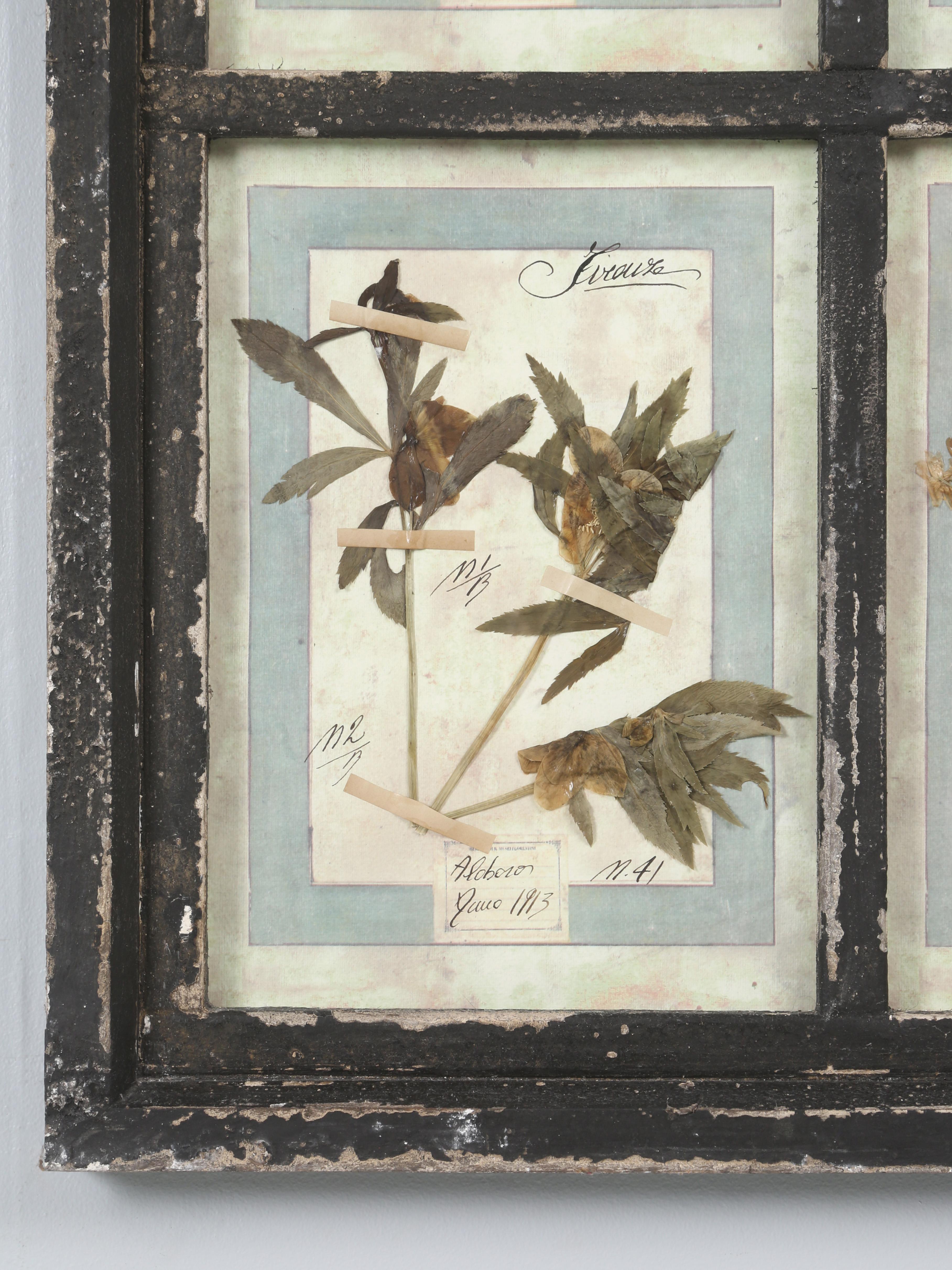 Ensemble de 9 plantes botaniques pressées montées dans un ancien cadre de fenêtre italien datant de 1913-15 en vente 7