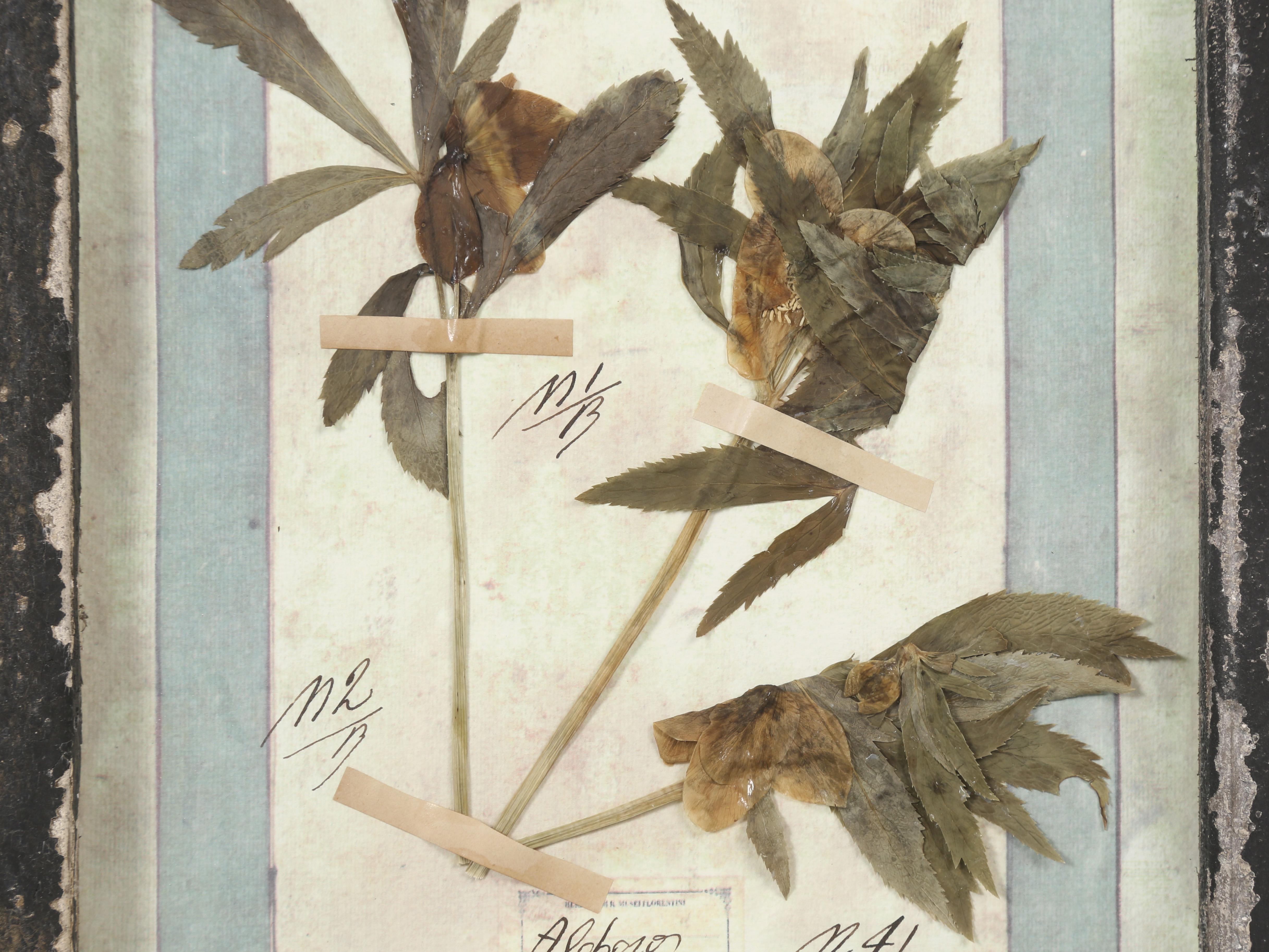 Ensemble de 9 plantes botaniques pressées montées dans un ancien cadre de fenêtre italien datant de 1913-15 en vente 8