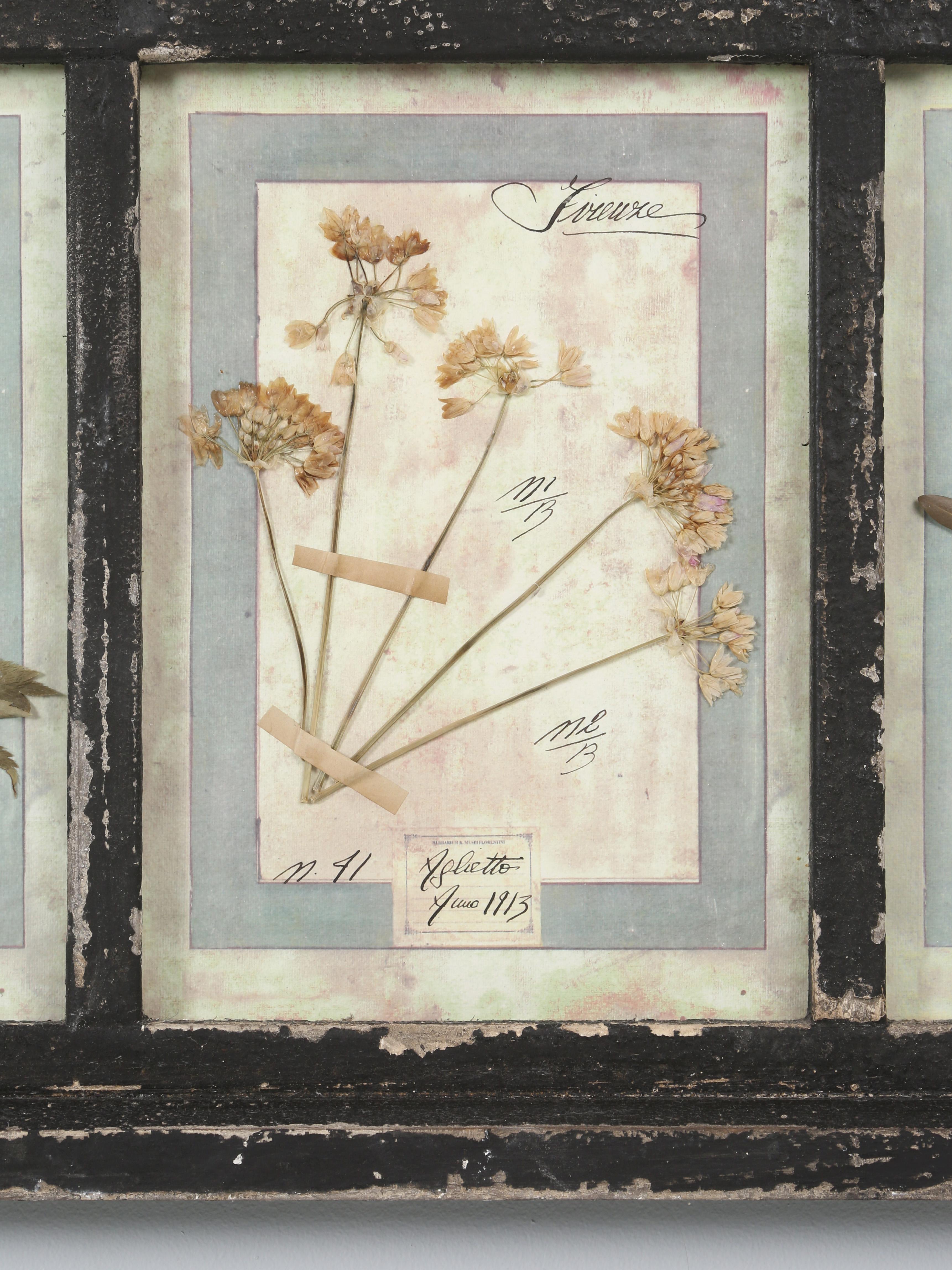 Ensemble de 9 plantes botaniques pressées montées dans un ancien cadre de fenêtre italien datant de 1913-15 en vente 9