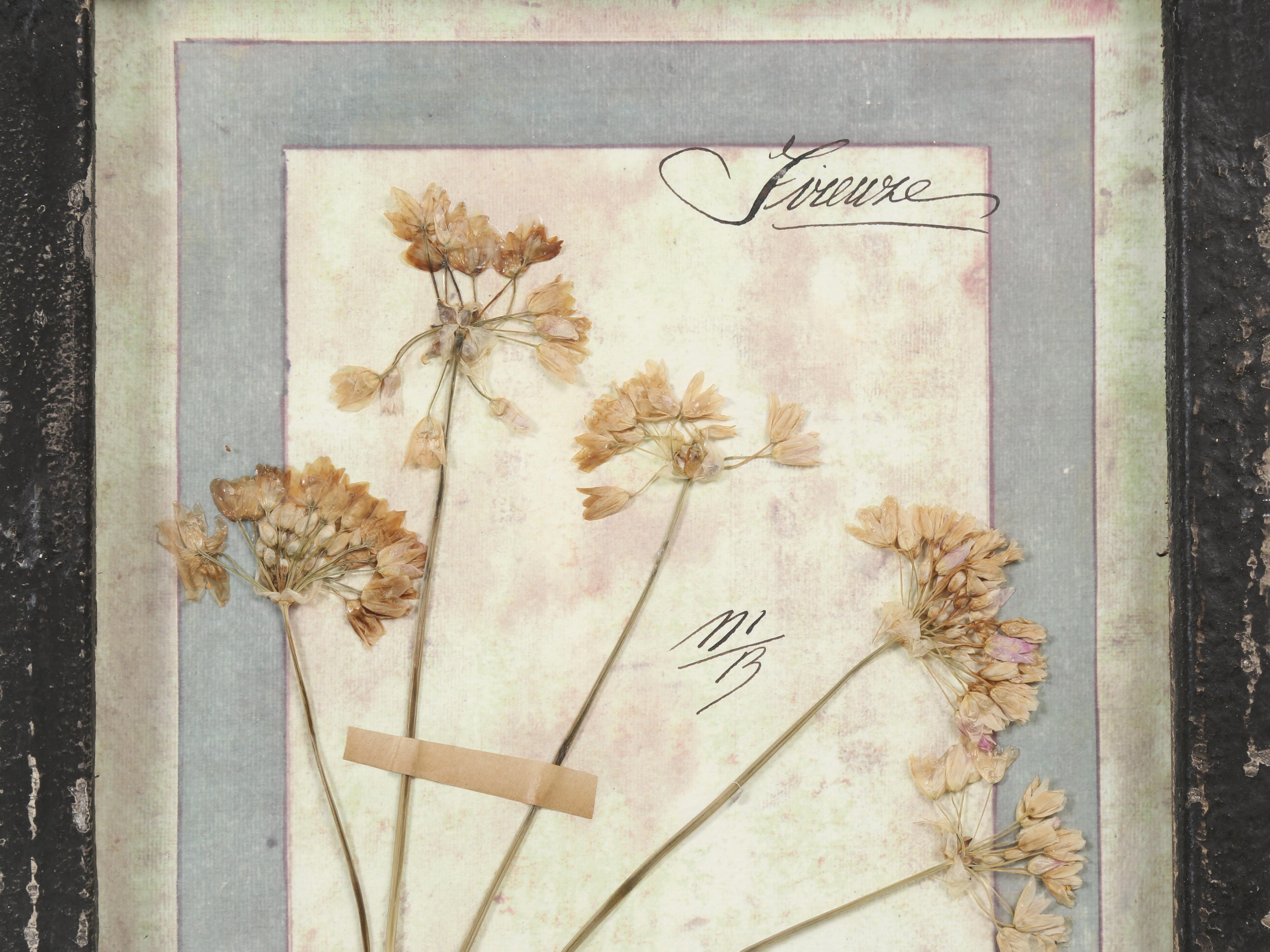 Ensemble de 9 plantes botaniques pressées montées dans un ancien cadre de fenêtre italien datant de 1913-15 en vente 10