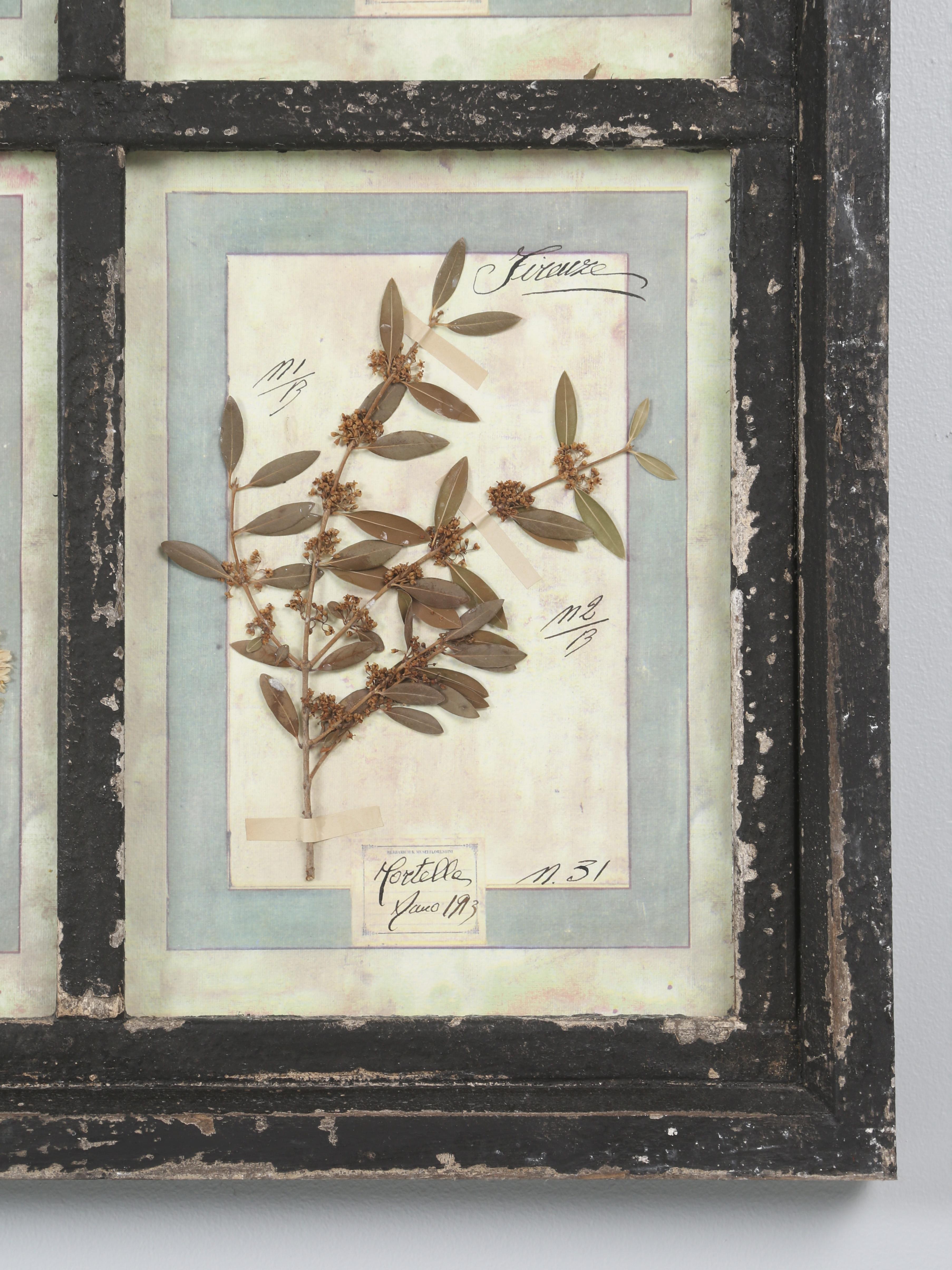 Ensemble de 9 plantes botaniques pressées montées dans un ancien cadre de fenêtre italien datant de 1913-15 en vente 11