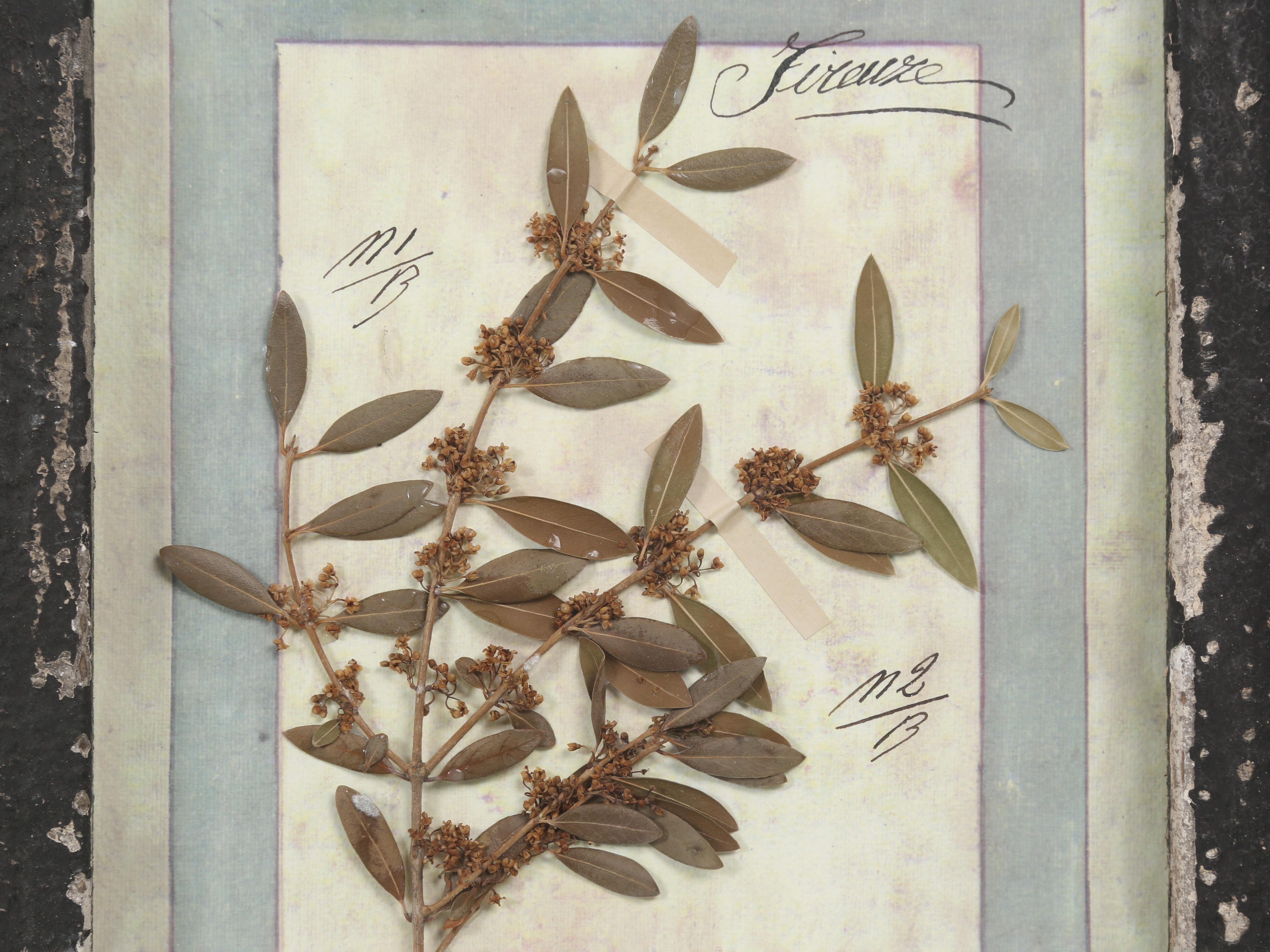 Ensemble de 9 plantes botaniques pressées montées dans un ancien cadre de fenêtre italien datant de 1913-15 en vente 12