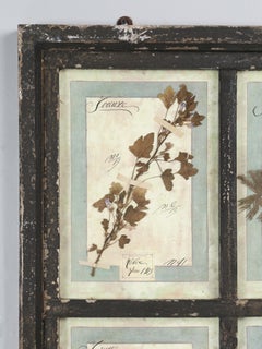 Set di (9) botaniche pressate montate in una vecchia cornice da finestra italiana datata 1913-15