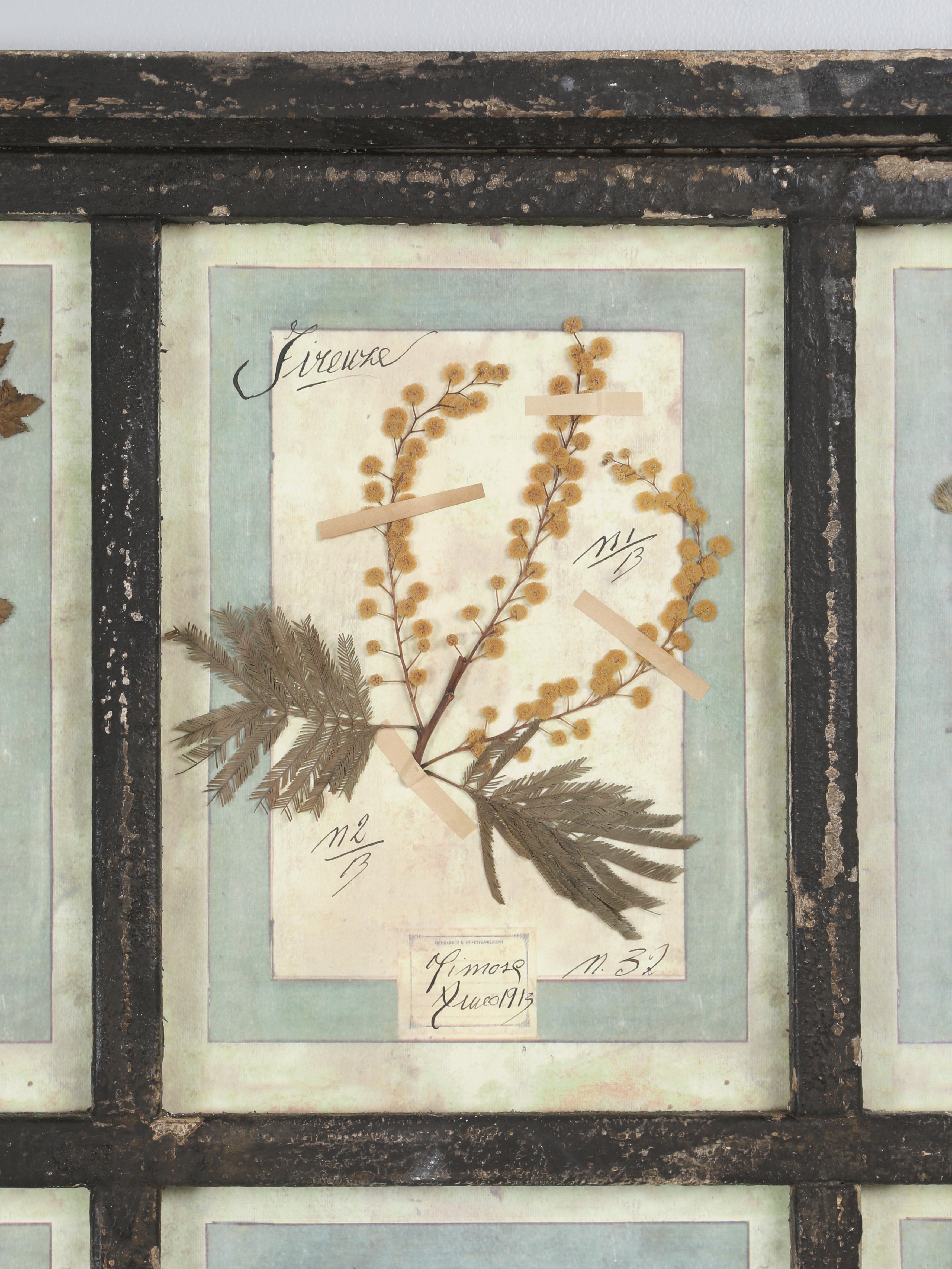 Fait main Ensemble de 9 plantes botaniques pressées montées dans un ancien cadre de fenêtre italien datant de 1913-15 en vente