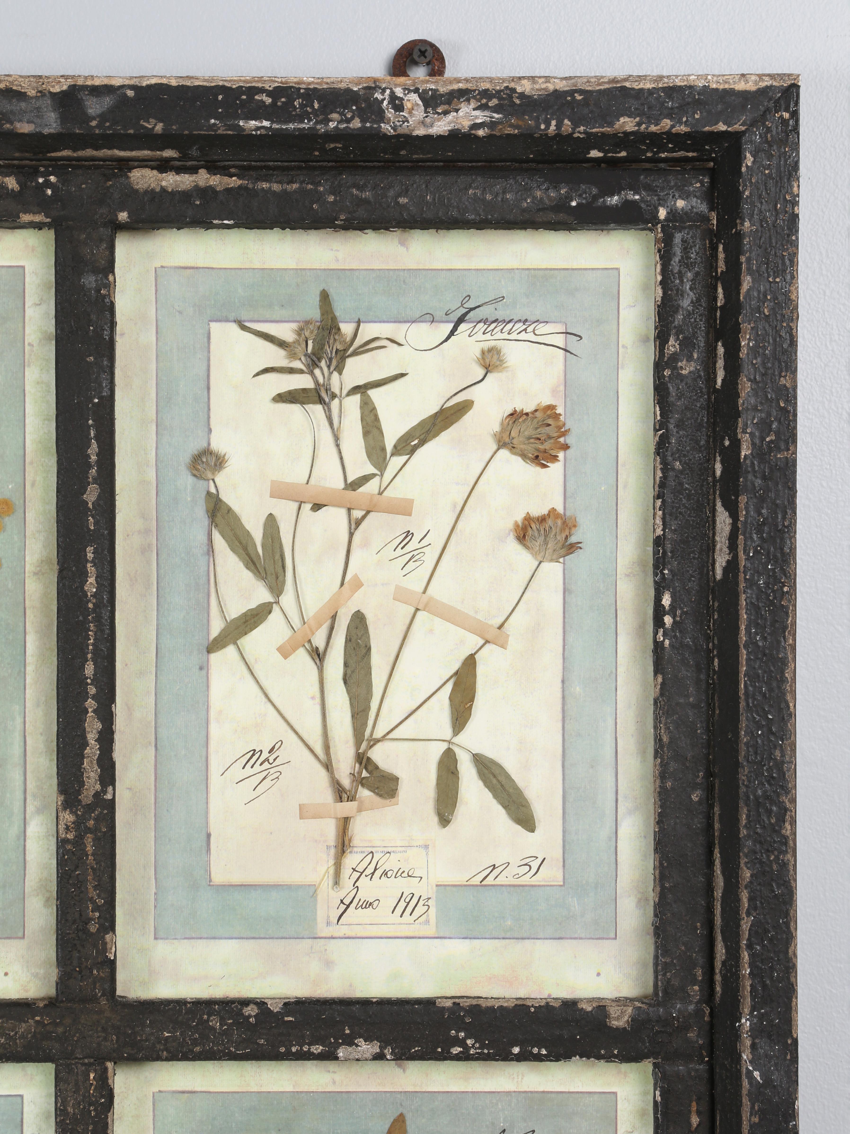 Milieu du XXe siècle Ensemble de 9 plantes botaniques pressées montées dans un ancien cadre de fenêtre italien datant de 1913-15 en vente