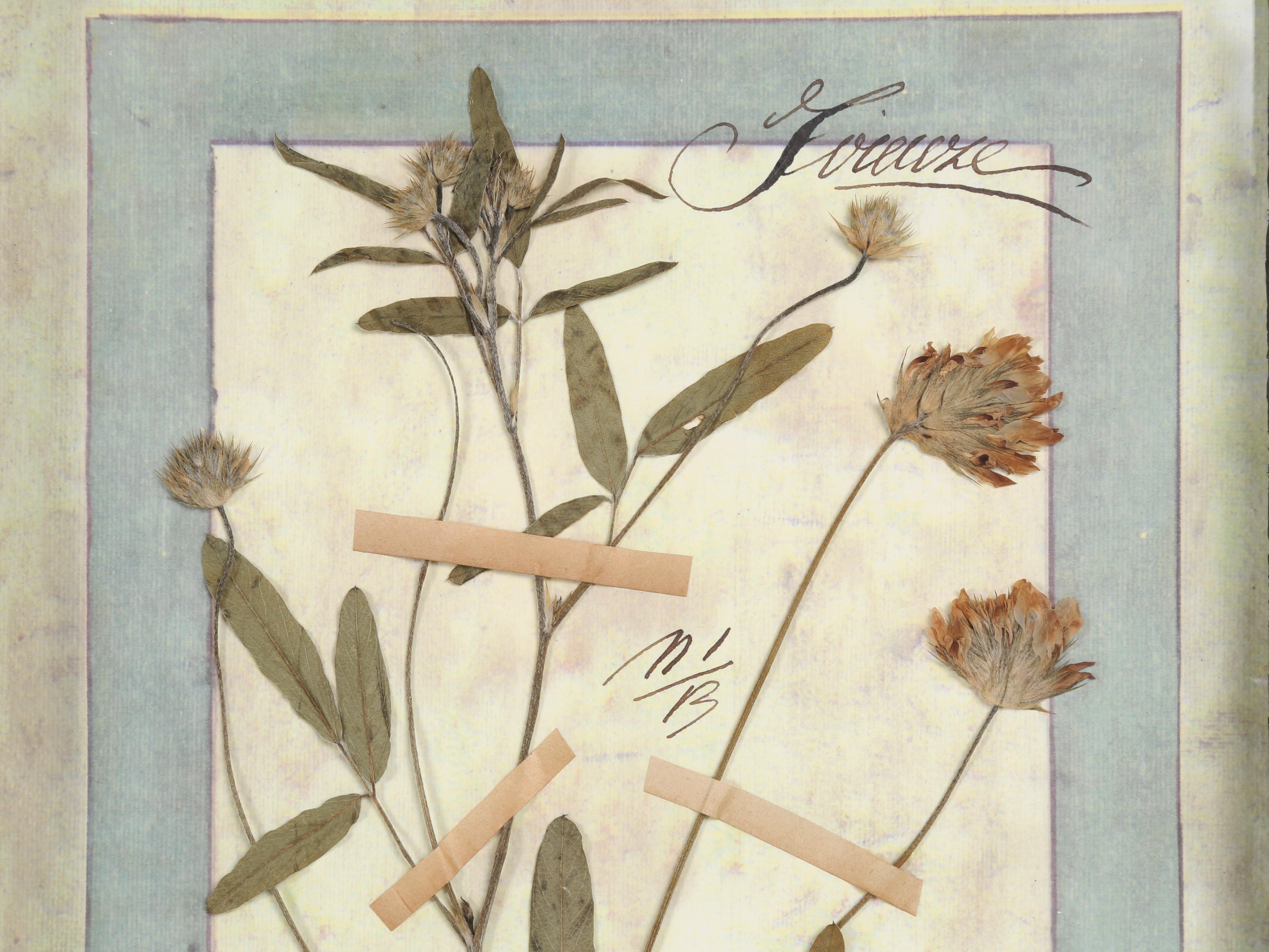 Verre Ensemble de 9 plantes botaniques pressées montées dans un ancien cadre de fenêtre italien datant de 1913-15 en vente