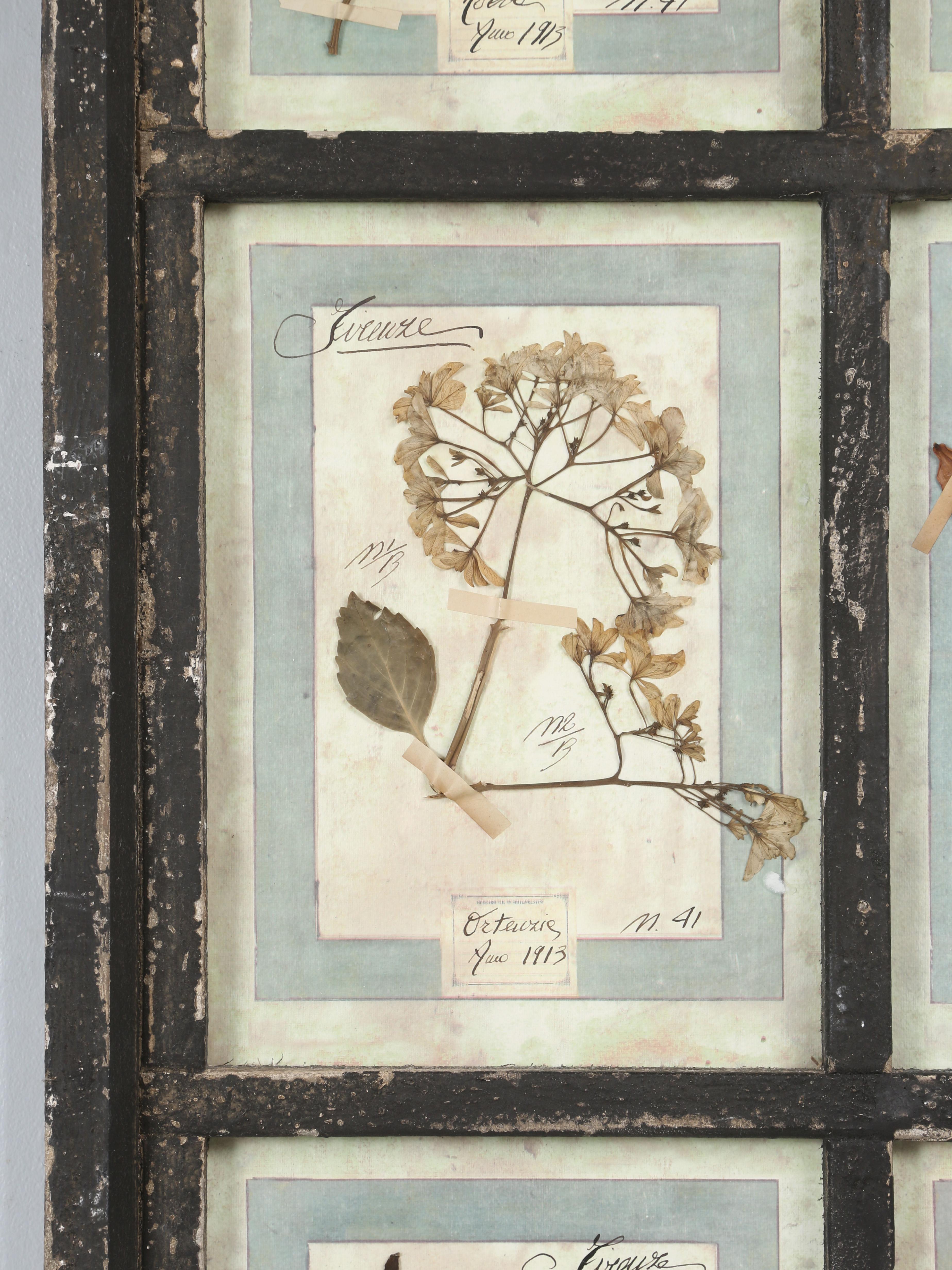 Ensemble de 9 plantes botaniques pressées montées dans un ancien cadre de fenêtre italien datant de 1913-15 en vente 1