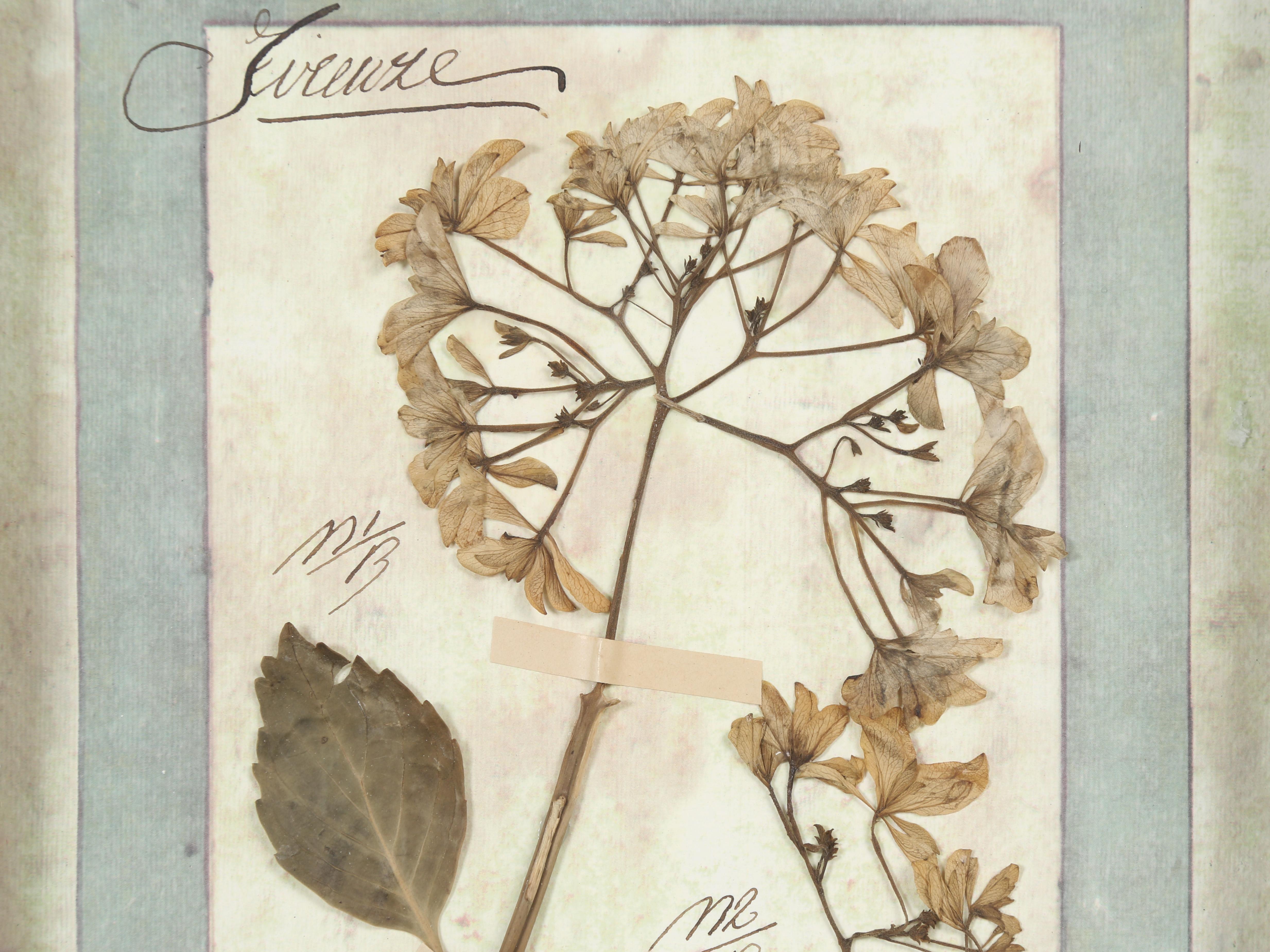 Ensemble de 9 plantes botaniques pressées montées dans un ancien cadre de fenêtre italien datant de 1913-15 en vente 2