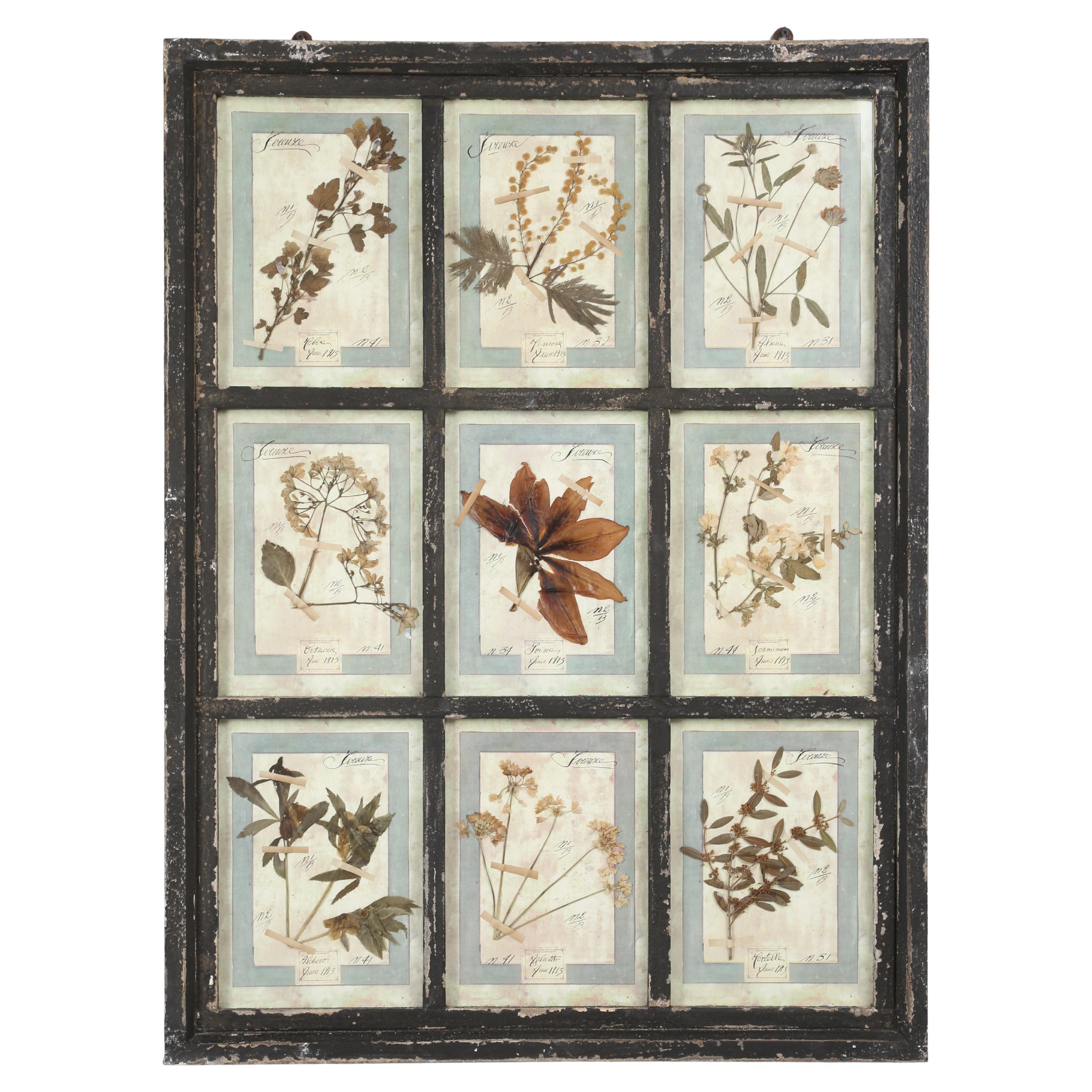 Set di (9) botaniche pressate montate in una vecchia cornice da finestra italiana datata 1913-15