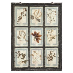 Set di (9) botaniche pressate montate in una vecchia cornice da finestra italiana datata 1913-15
