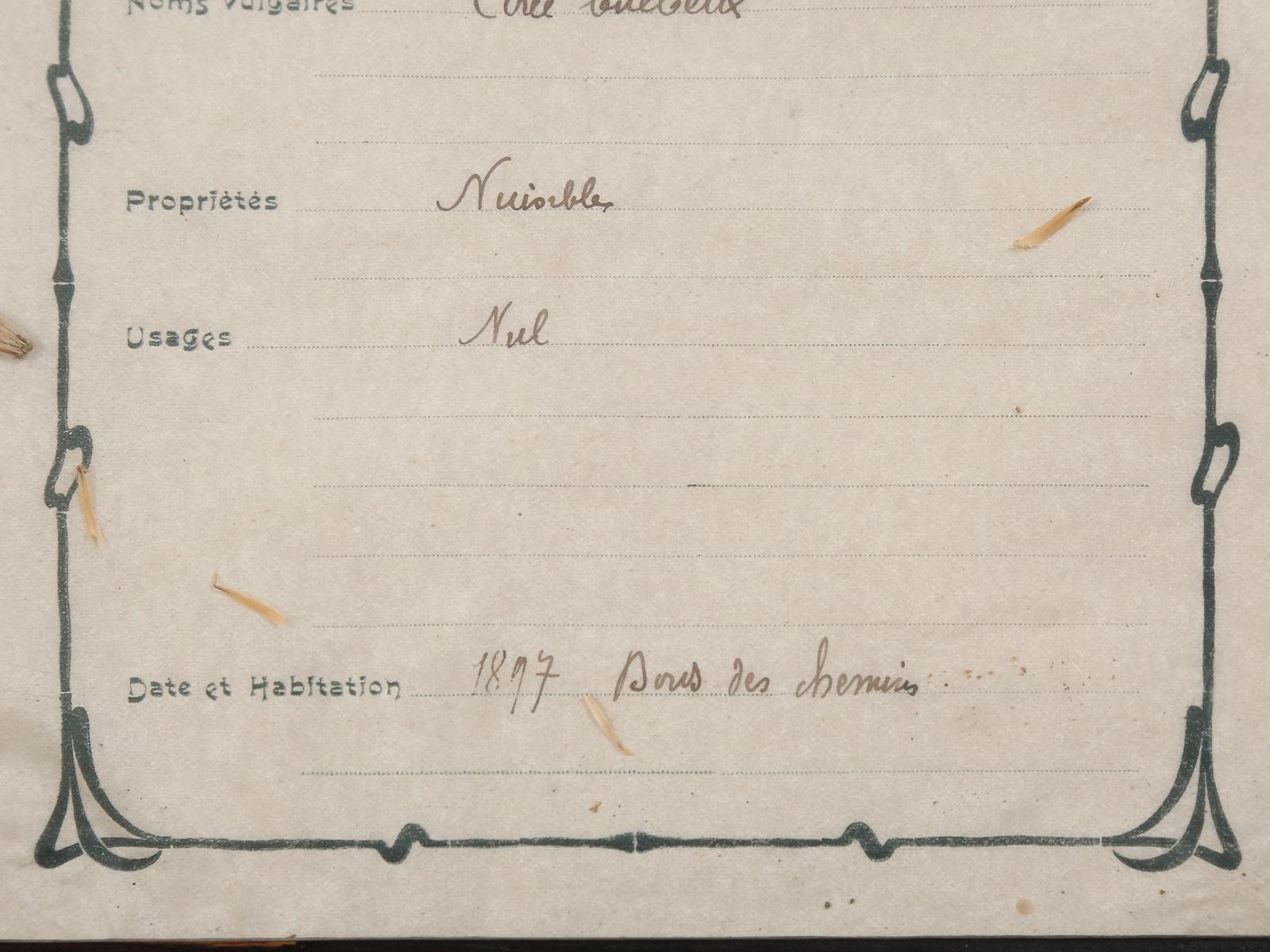 Botánico francés prensado, hacia 1897 en venta 5