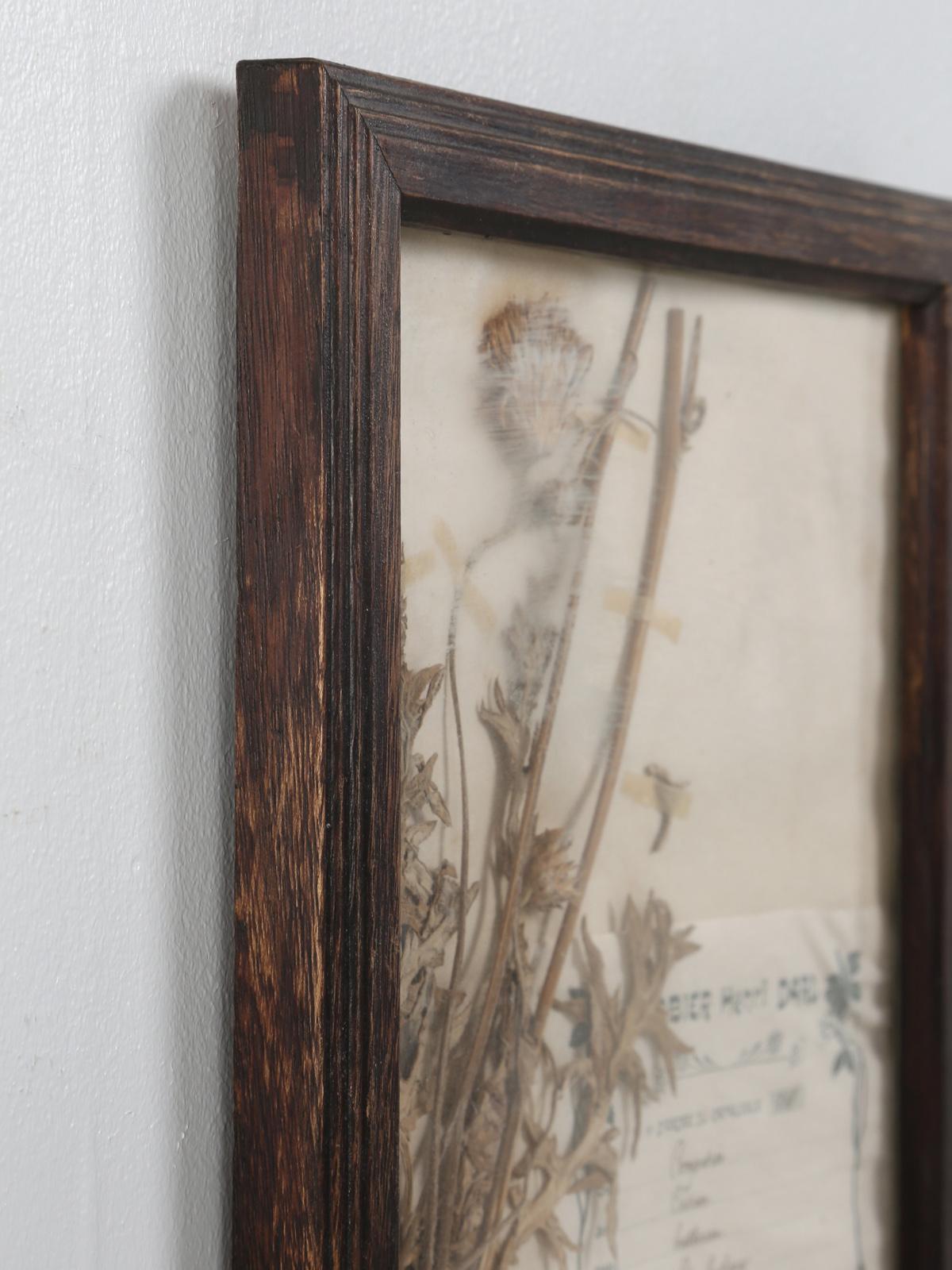 Pressed French Botanical, circa 1897 For Sale 6