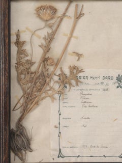 Pressed French Botanical, circa 1897