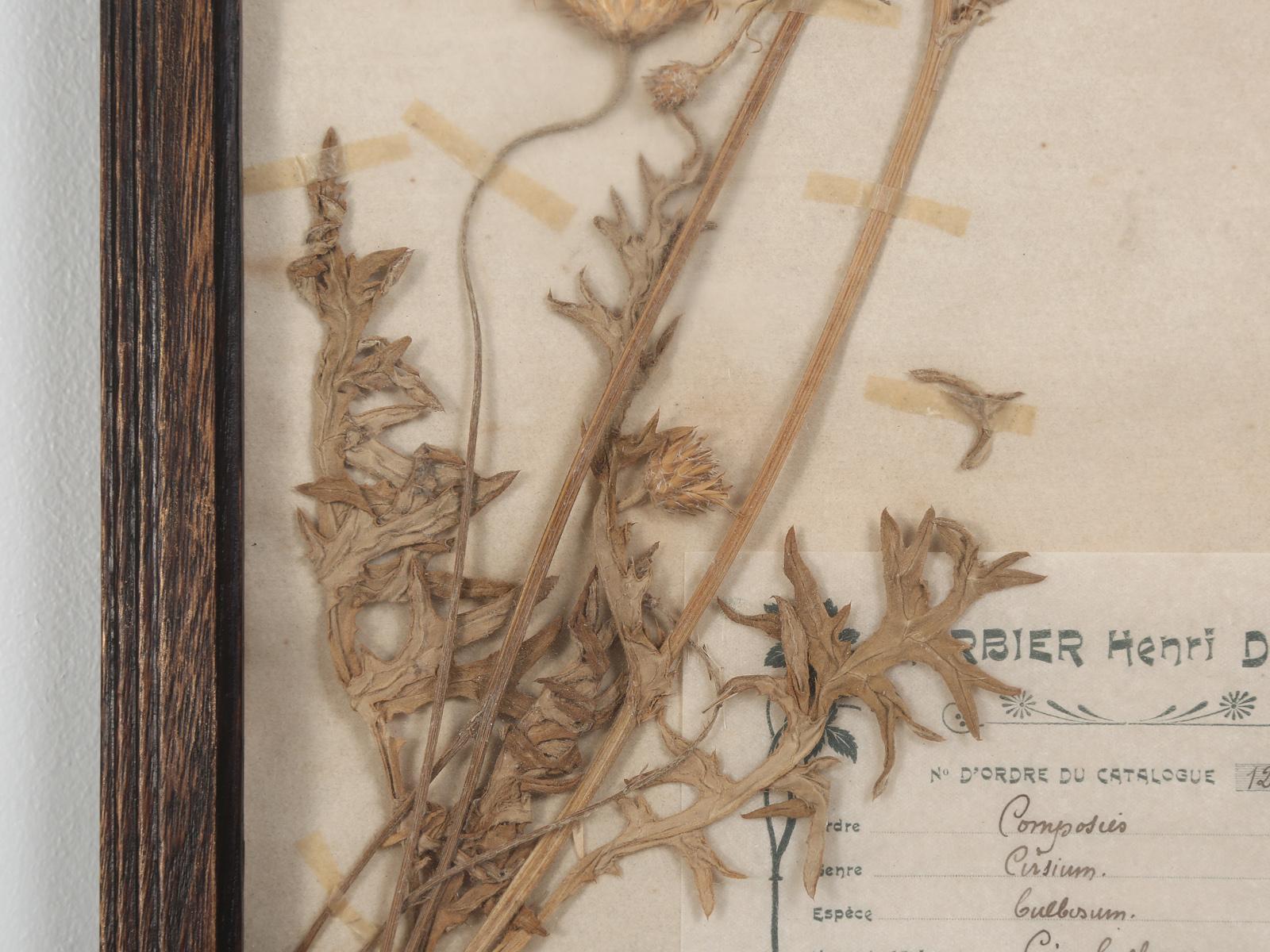 Country Pressed French Botanical, circa 1897 For Sale
