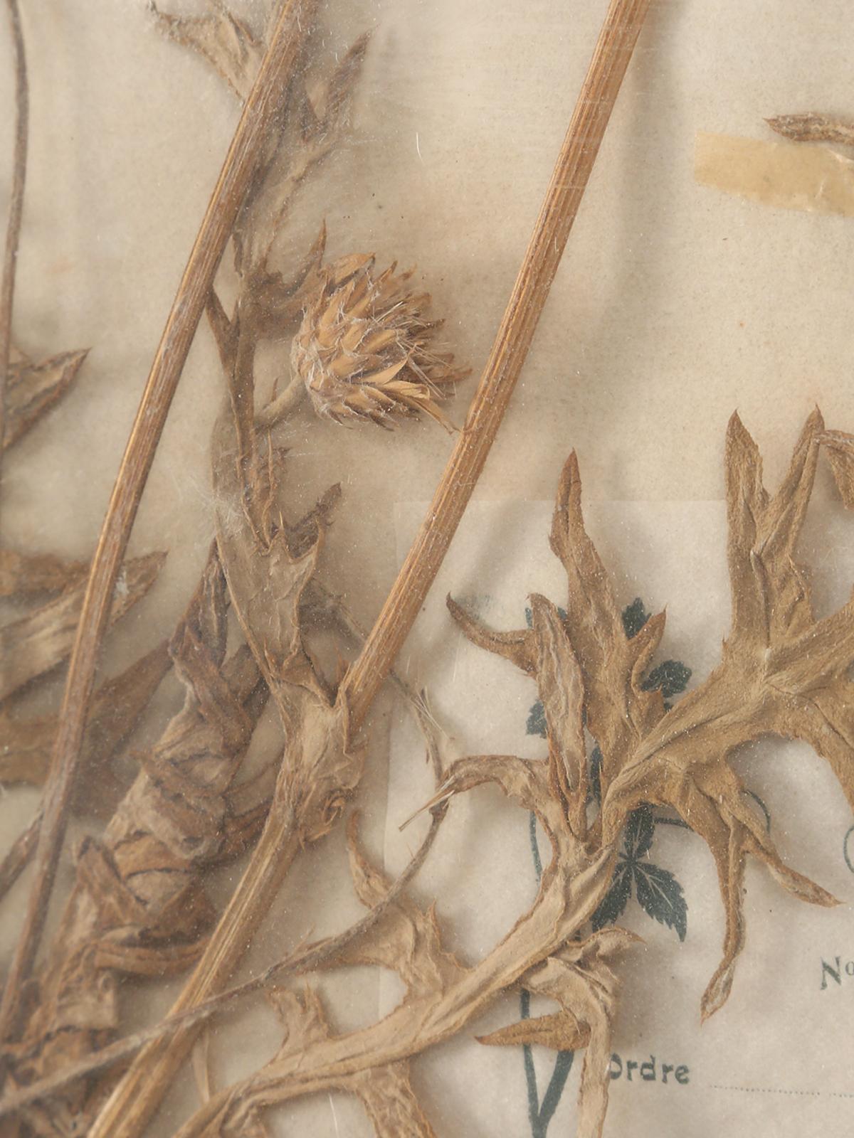 Botánico francés prensado, hacia 1897 en Bueno estado para la venta en Chicago, IL