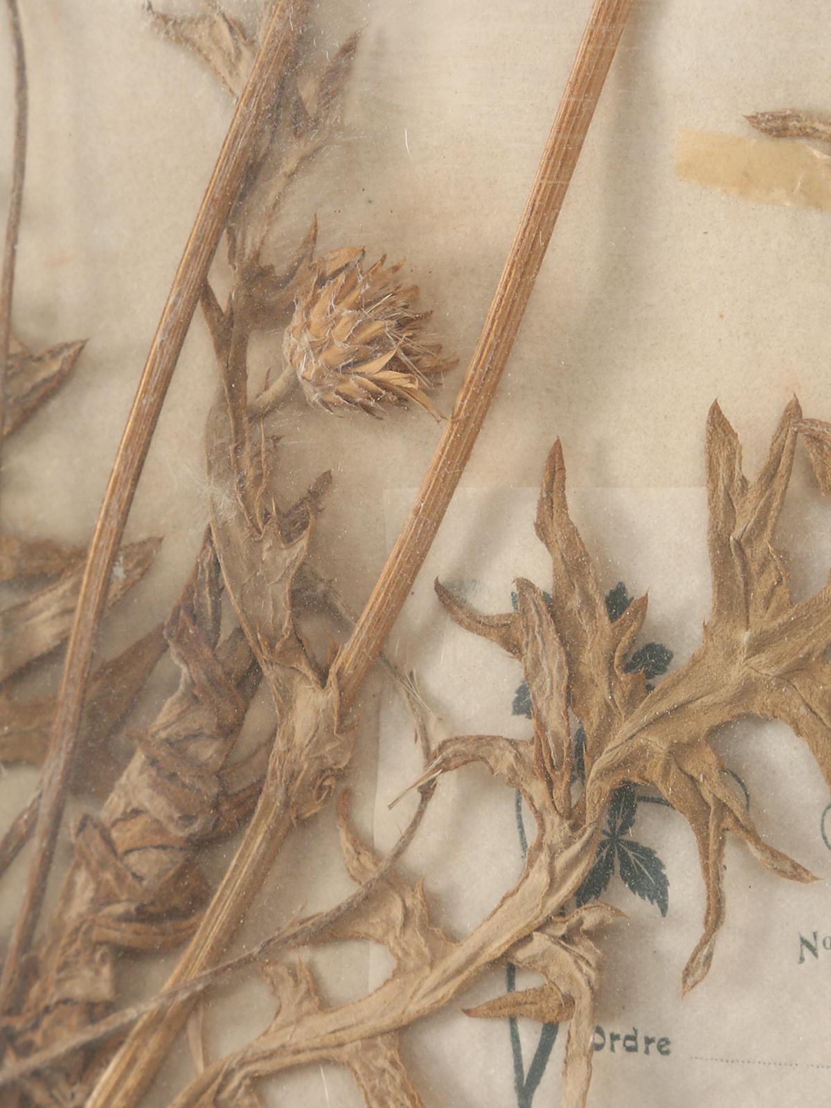 Pressed French Botanical, circa 1897 In Good Condition For Sale In Chicago, IL