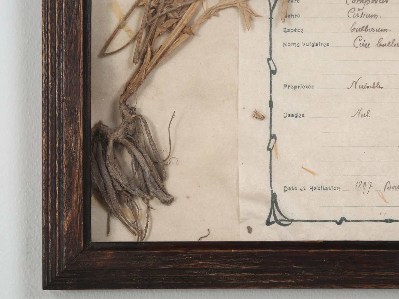 Late 19th Century Pressed French Botanical, circa 1897 For Sale