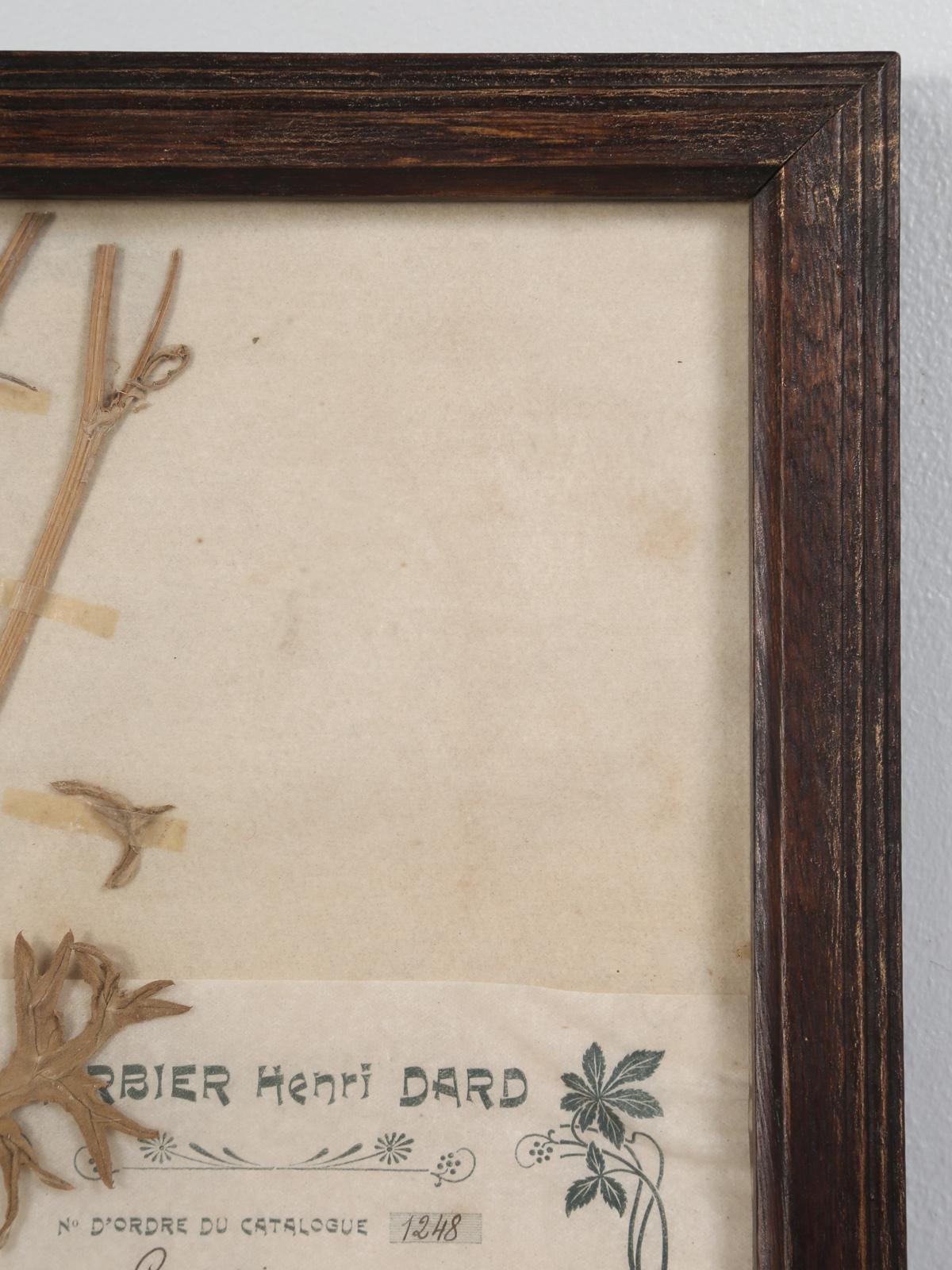 Pressed French Botanical, circa 1897 For Sale 1