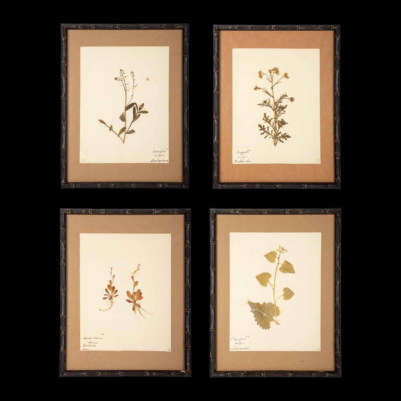 Four framed and pressed plants from a collection of botanical pressings purchased in France. In the late 19th century collecting and pressing plants was all the rage for affluent Europeans. These collectors spent hours drying, pressing and mounting