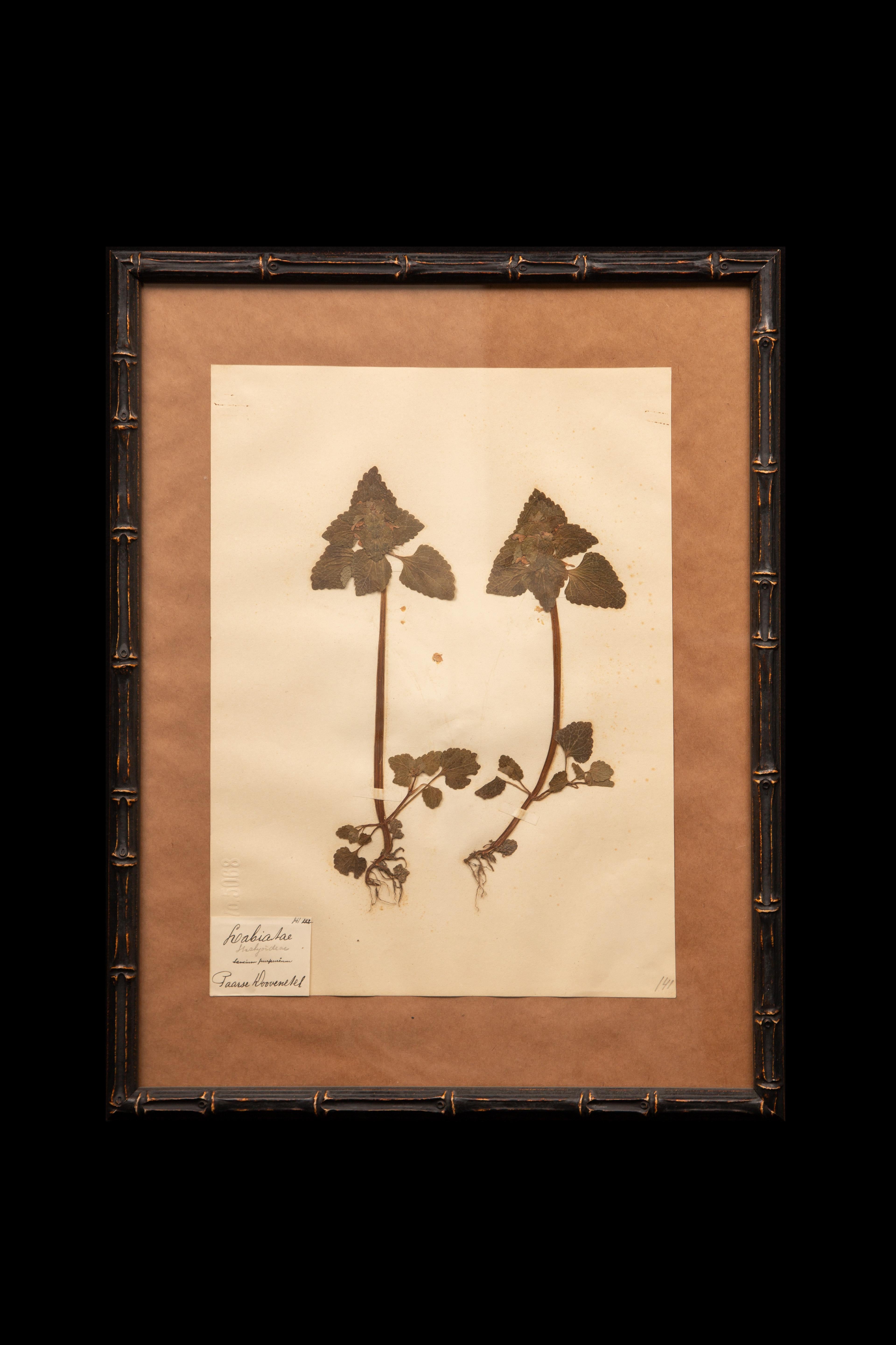 Pressed French 'Herbier' 