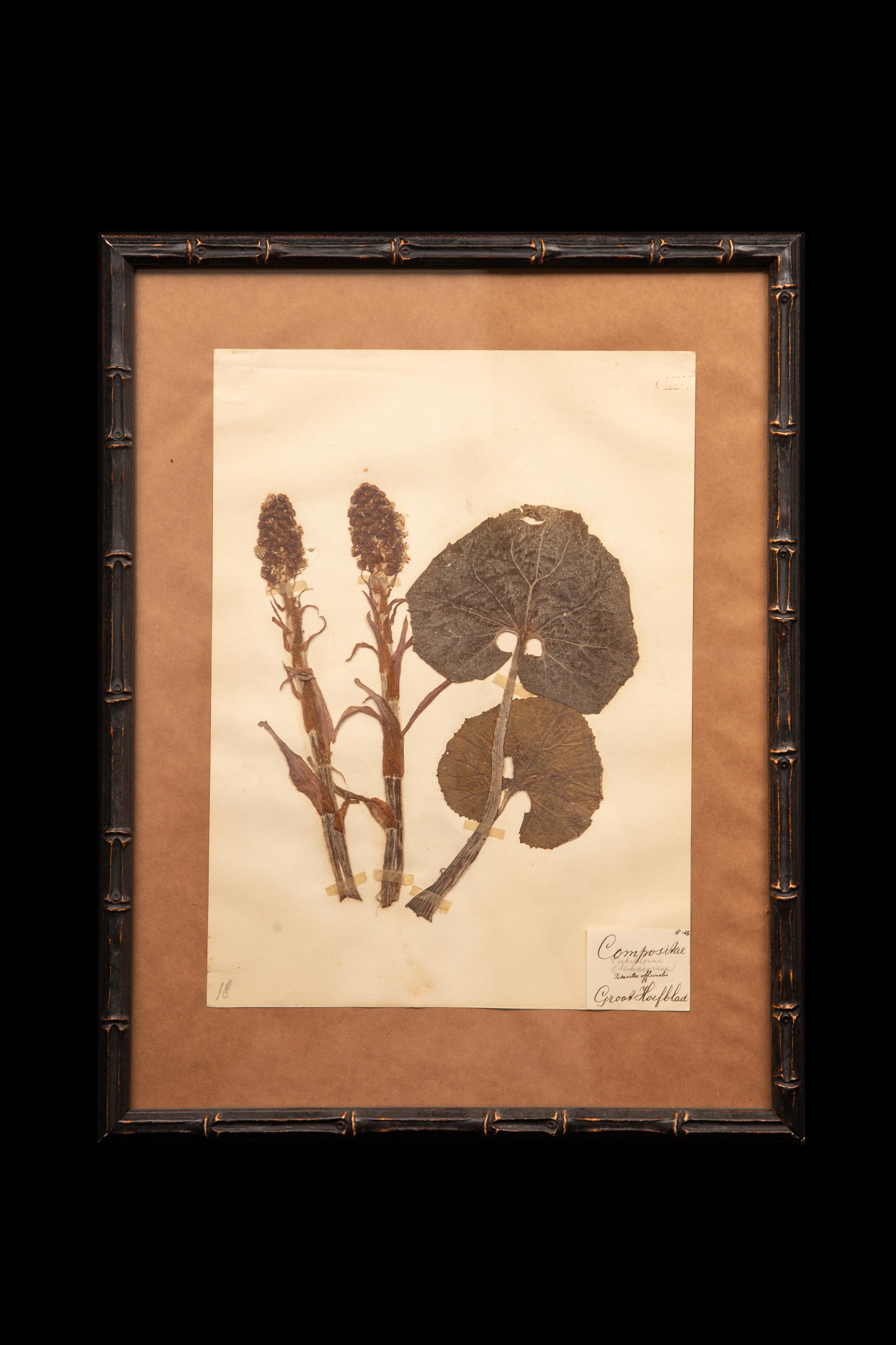 19th Century Pressed French 'Herbier' 